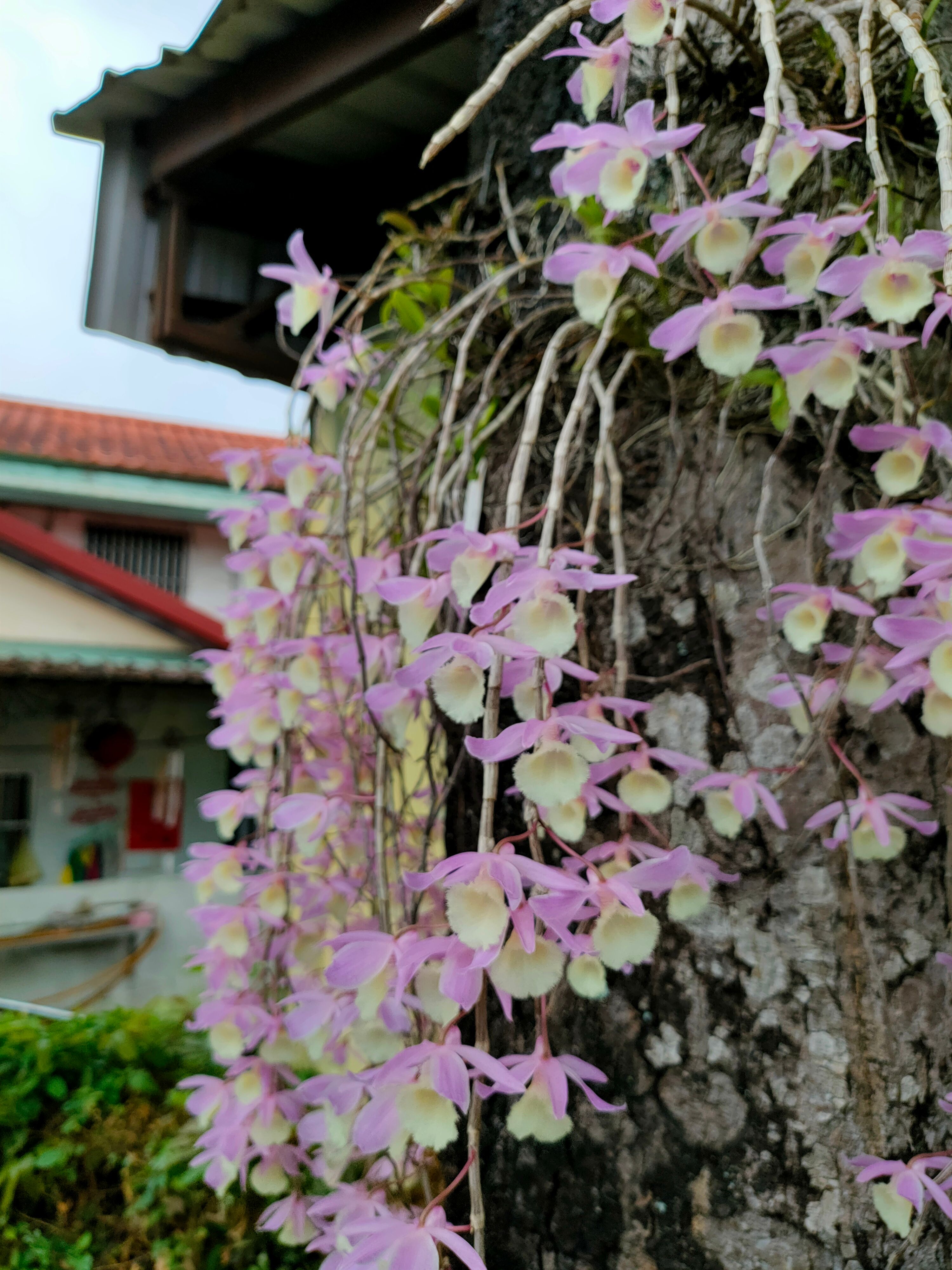 Tiny orchids after April shower 😊