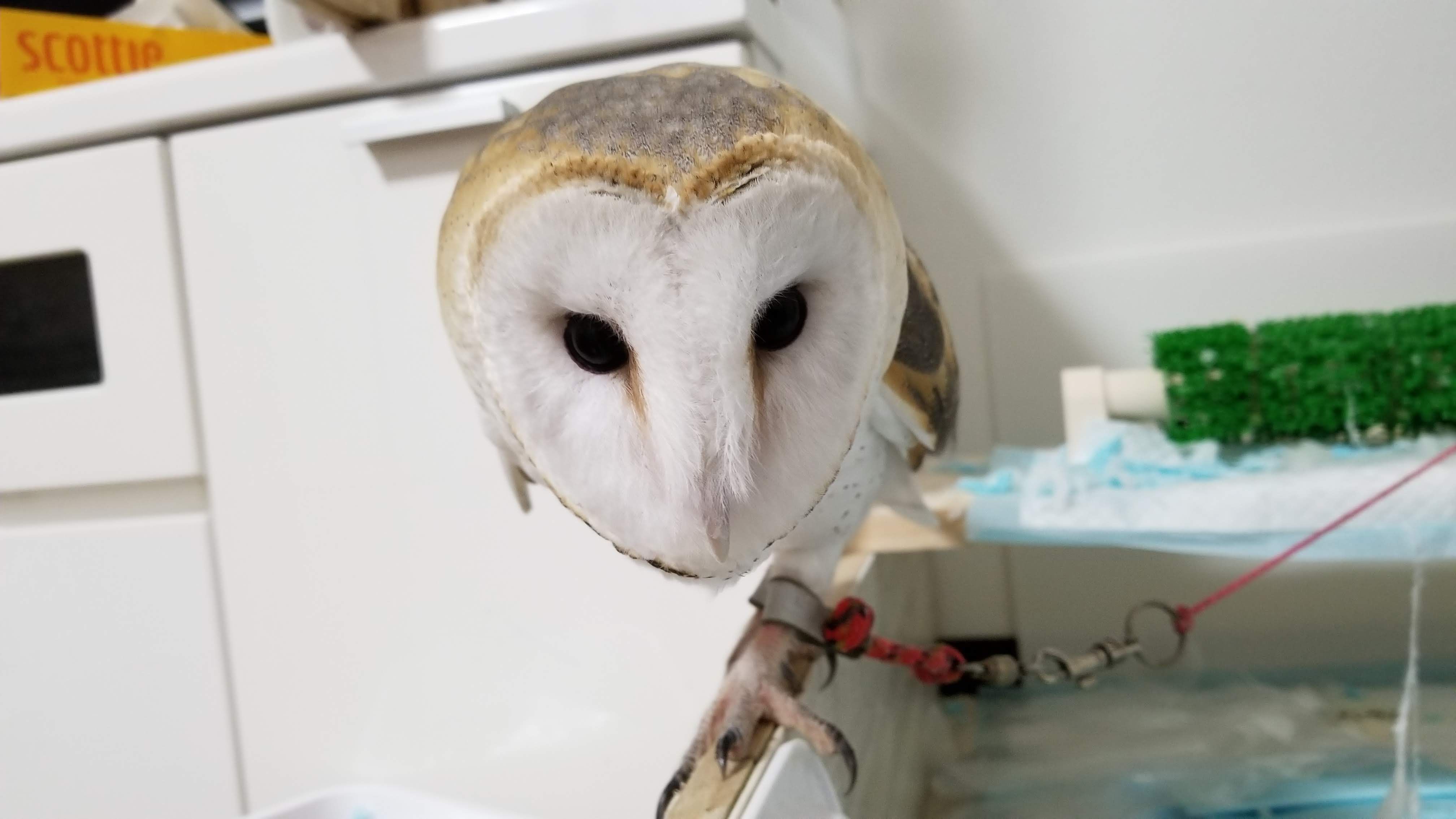 Gn to all🦉🪶
Hope you have a nicetomorrow🪄
#barn owl #Men-chan