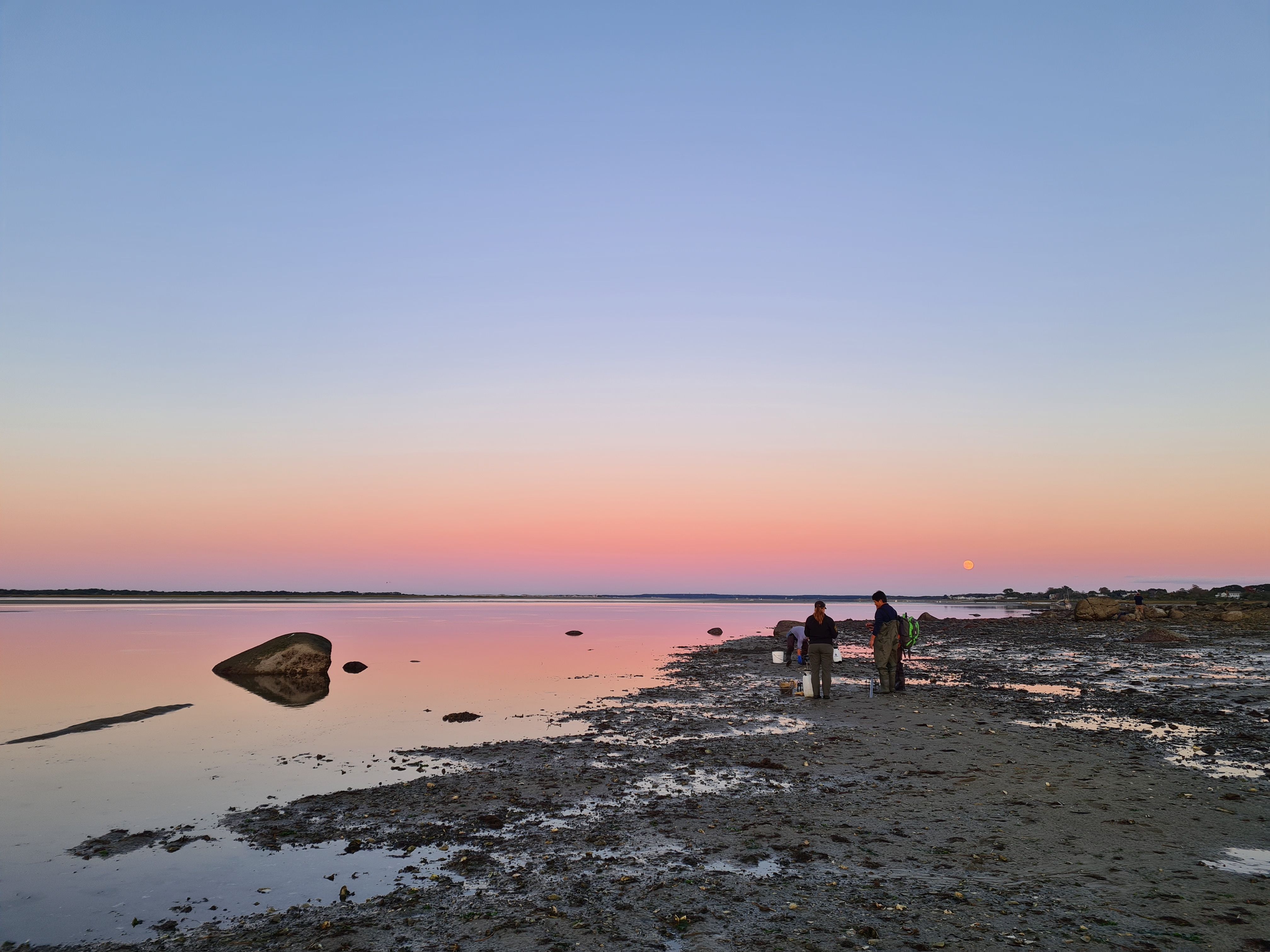 Pink seashore