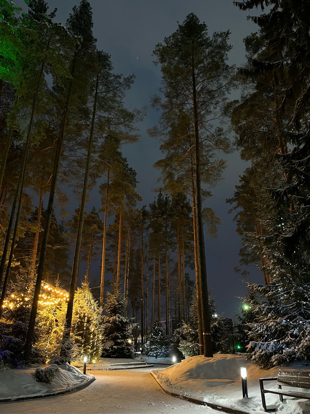 ❄️🌲