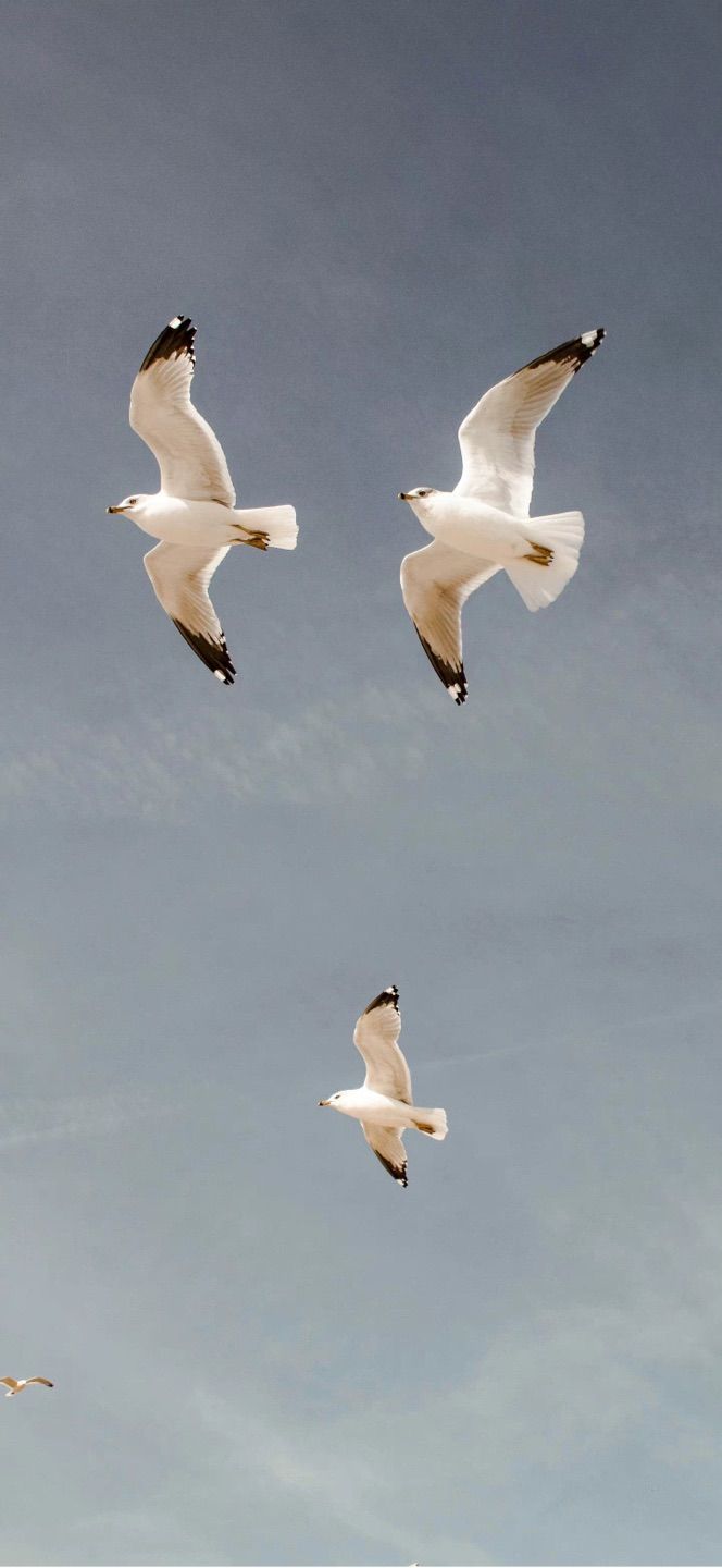 The seagulls are flying free