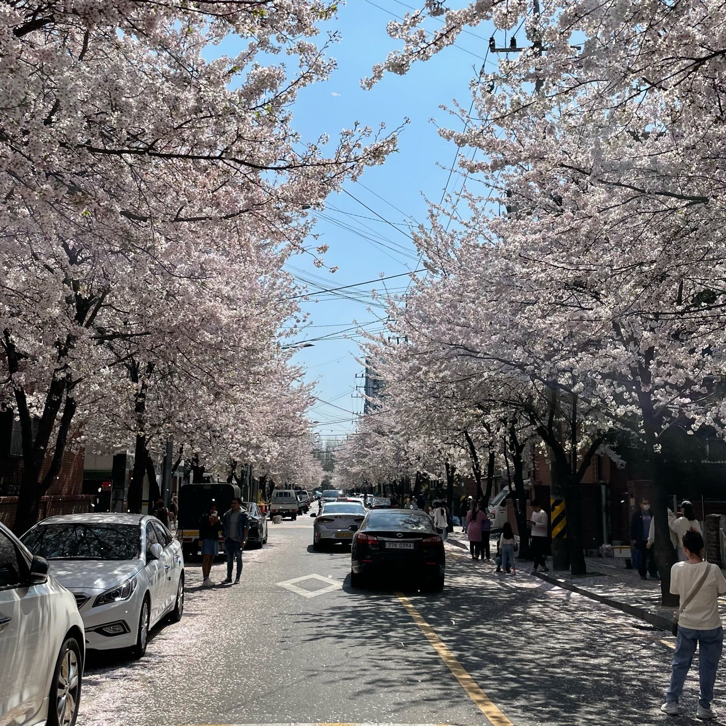 Just two days ago, the cherry blossoms were in full bloom...