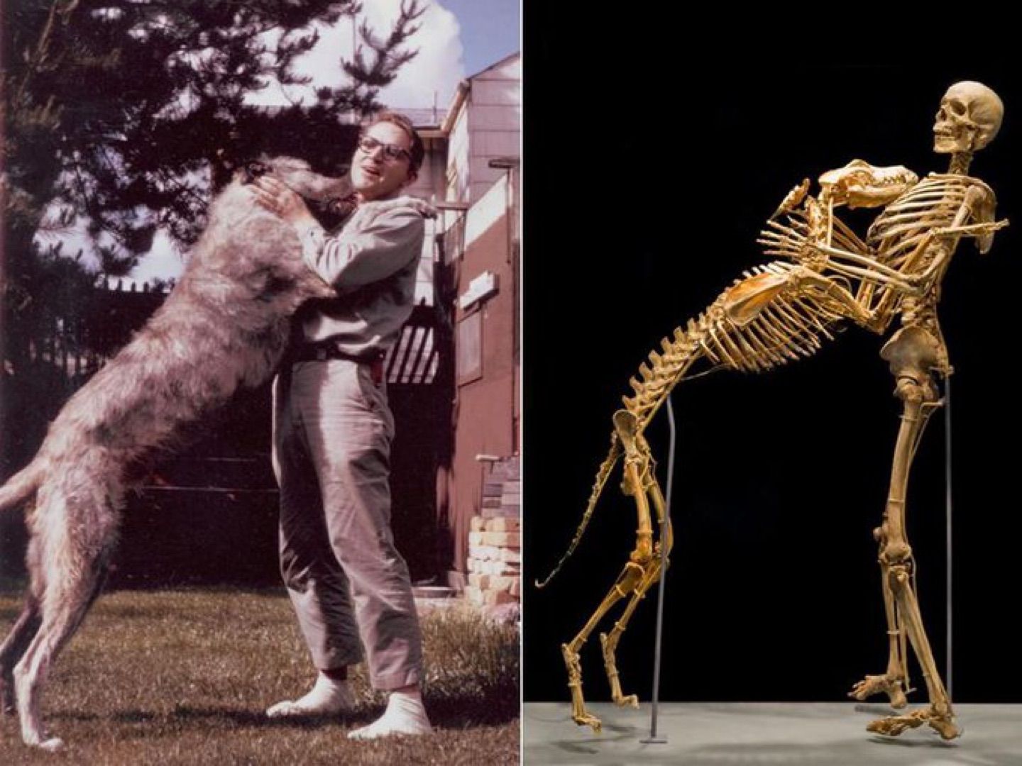 Anthropologist and cryptozoologist Grover Krantz donated his body along with his dog to science when…