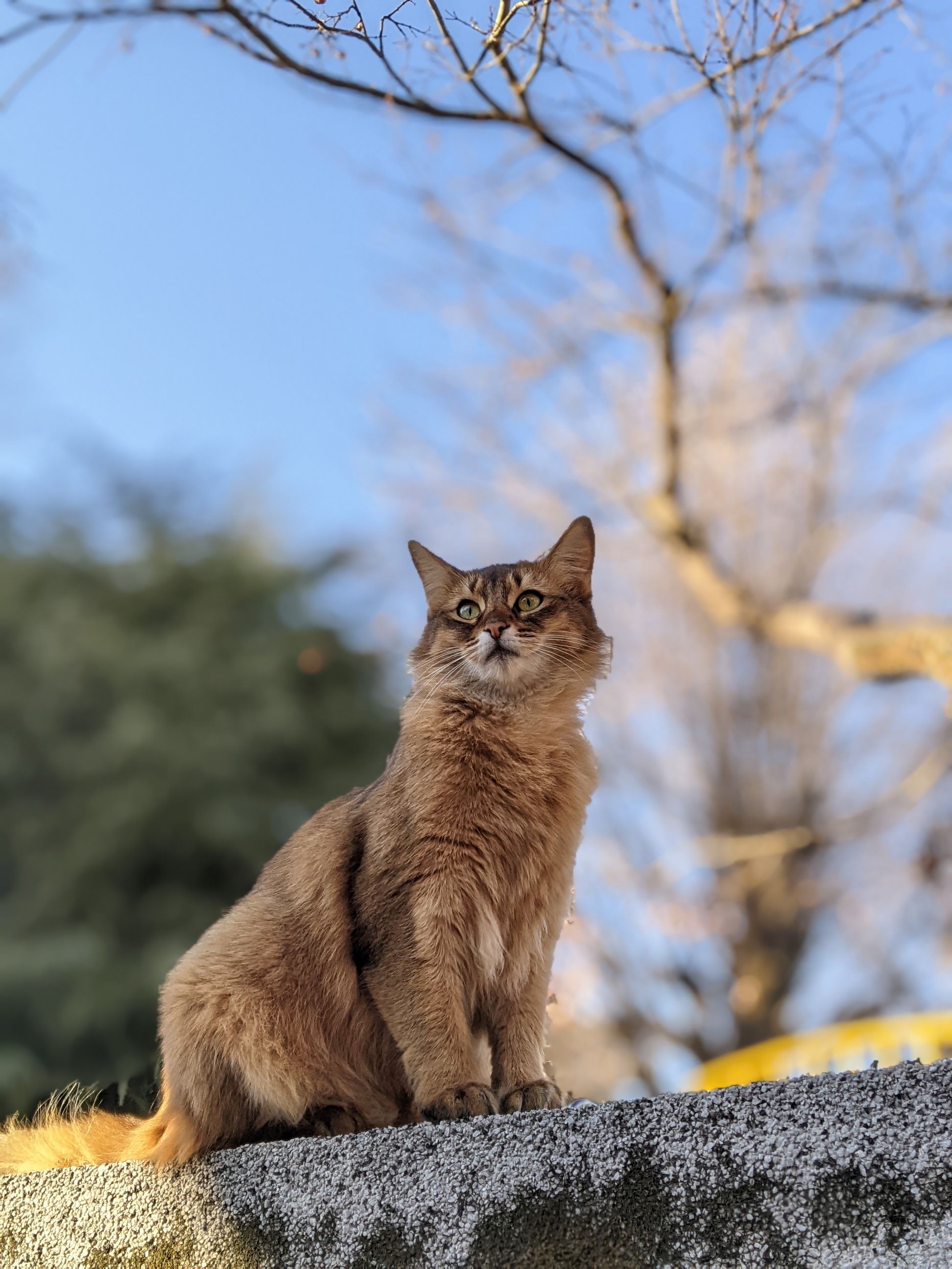 a cat with dignity