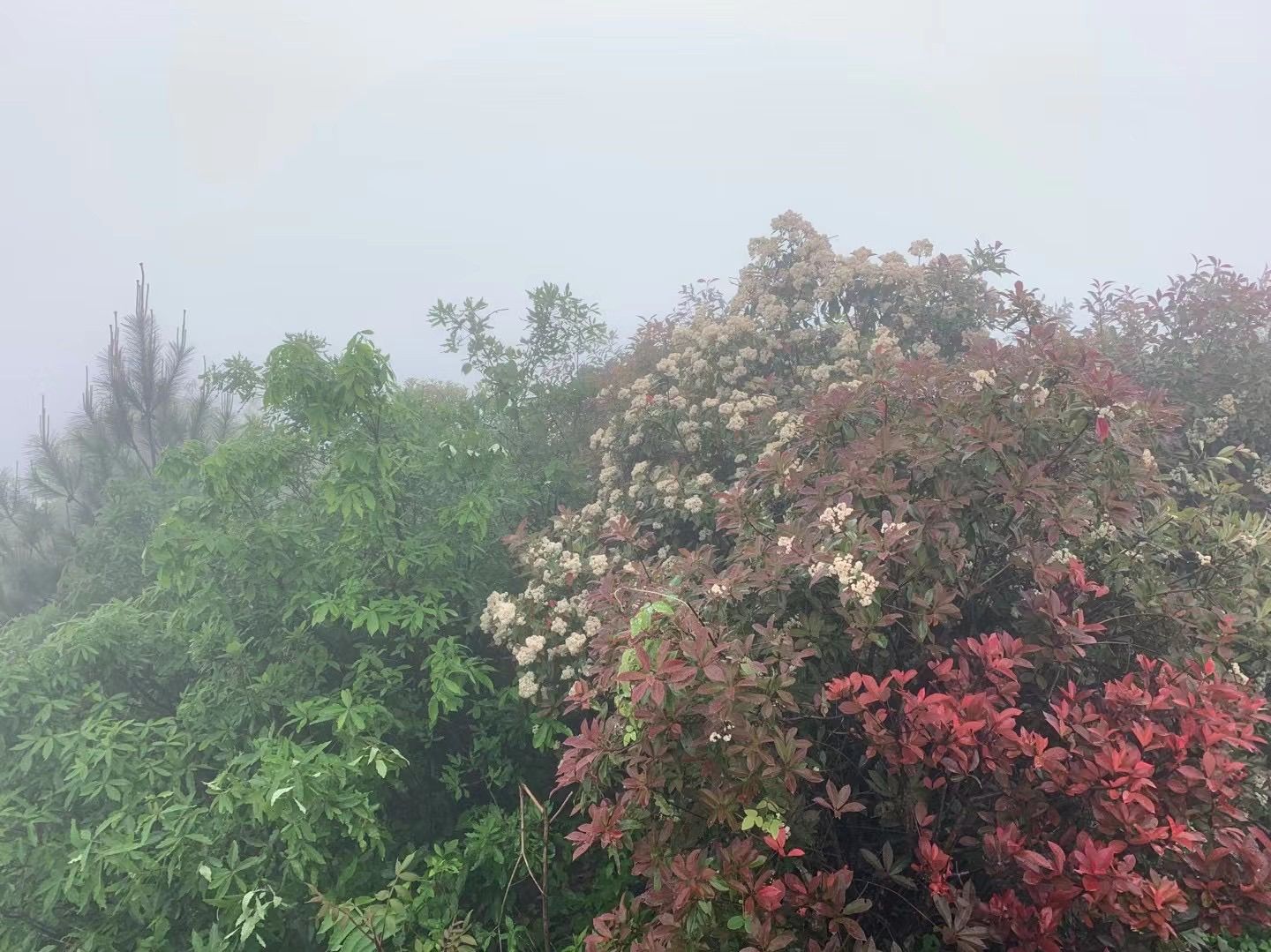 雾里看花花非花