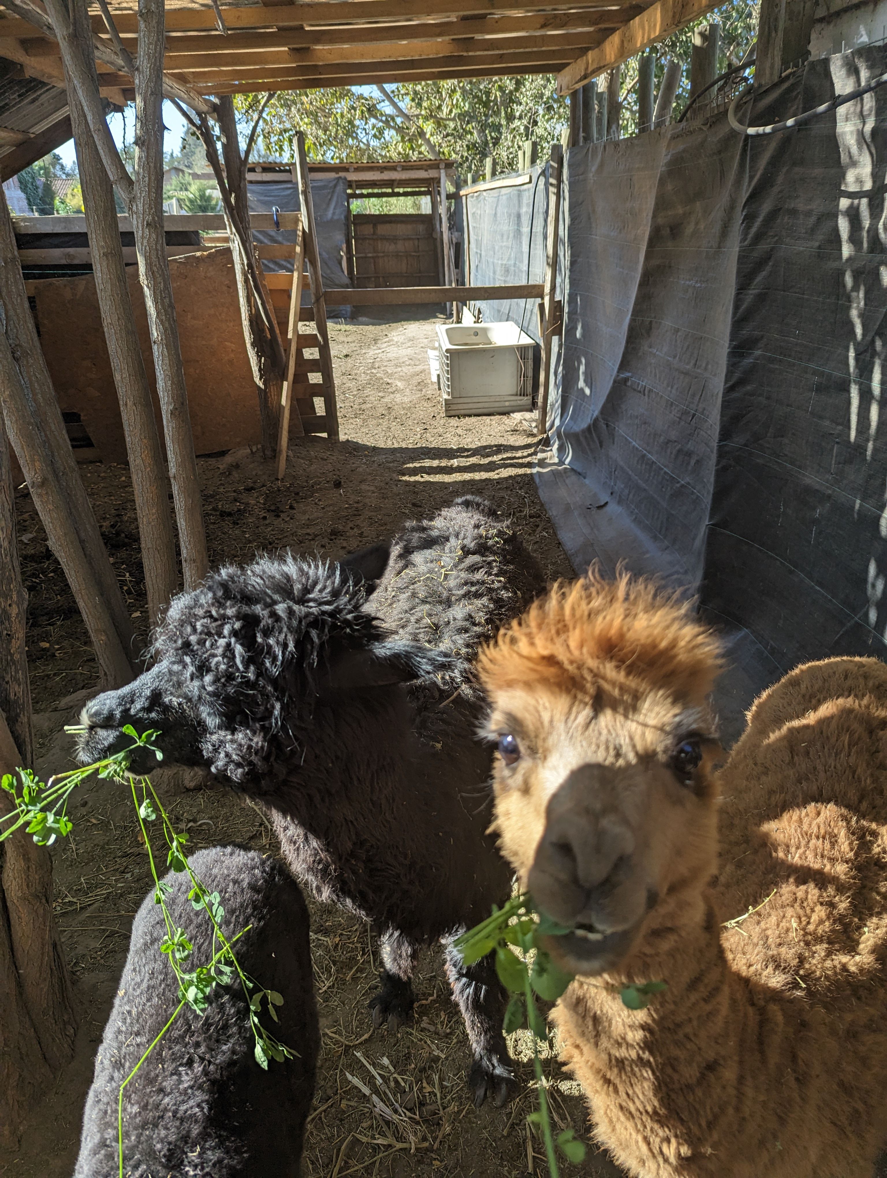 Visiting some cool 🦙 🦙