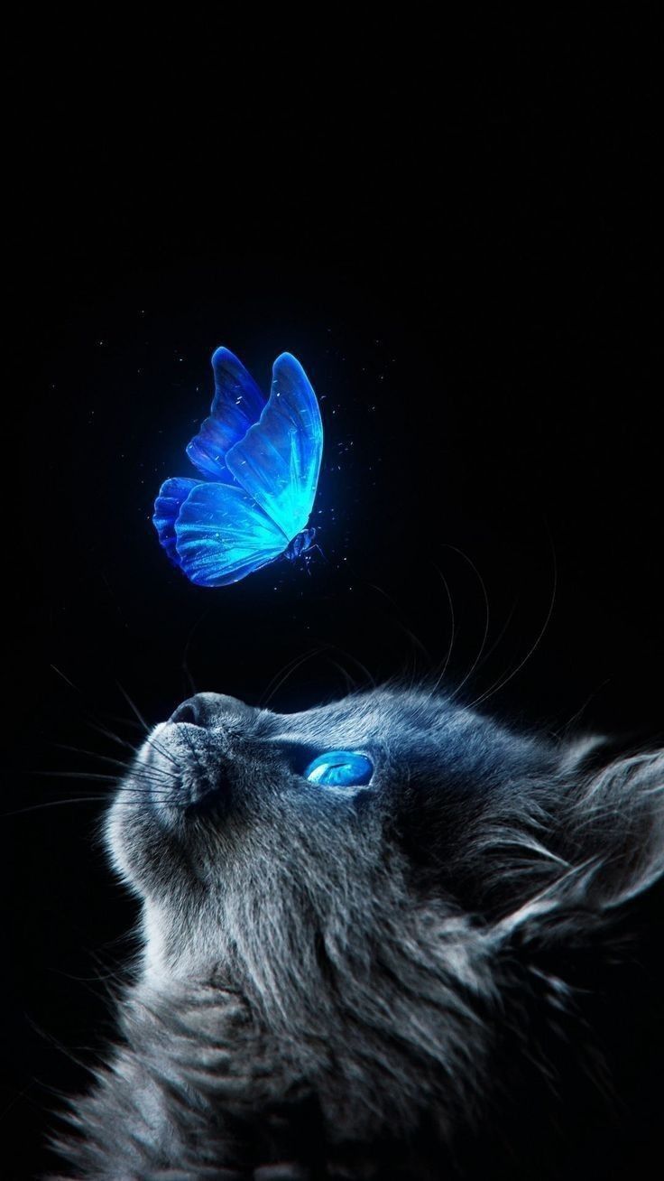 butterfly and cat