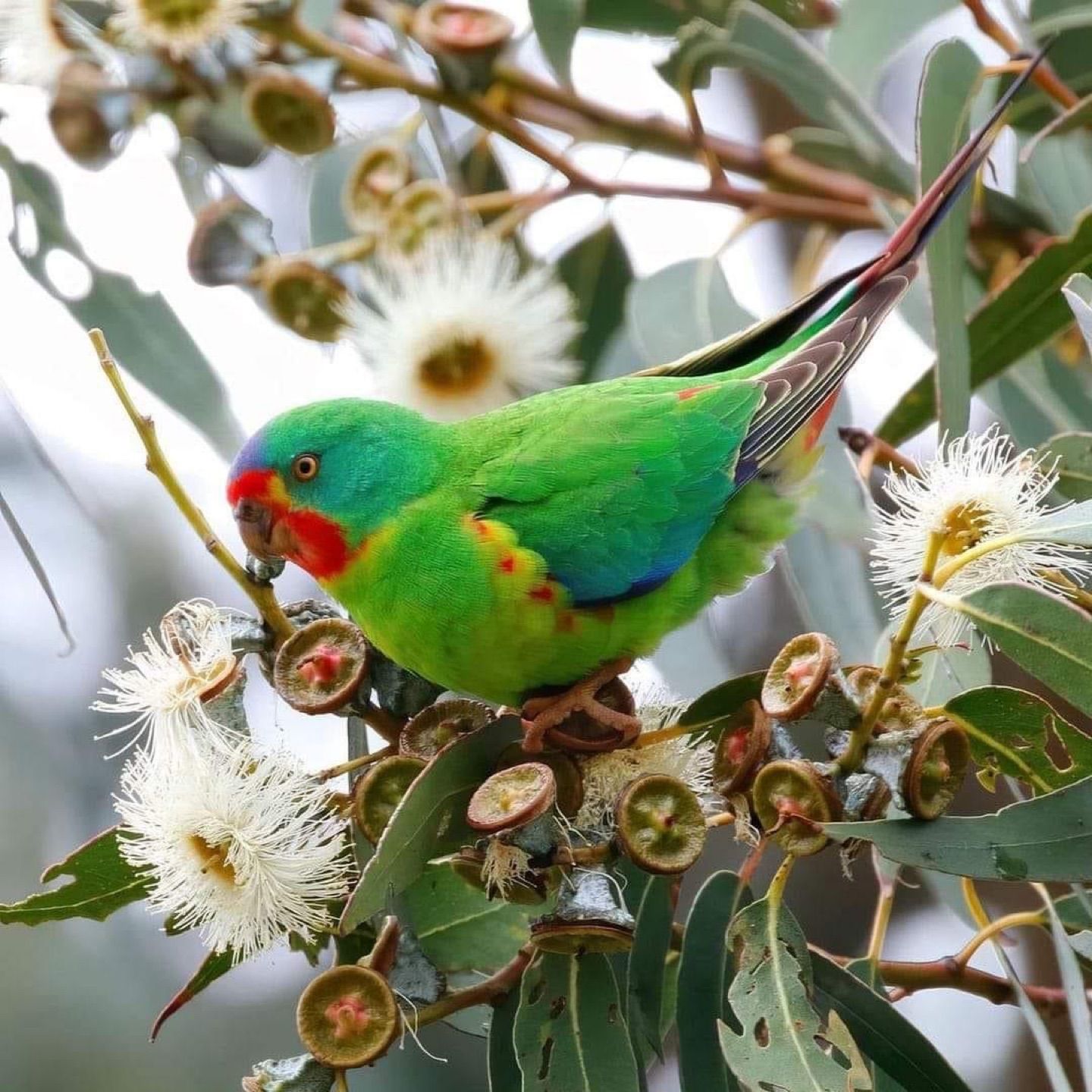 Swift parrot 🦜