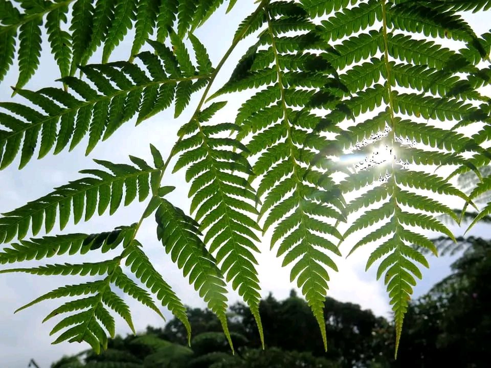 Gm Fern Frens 🥰
Fern and Morning sunlight.