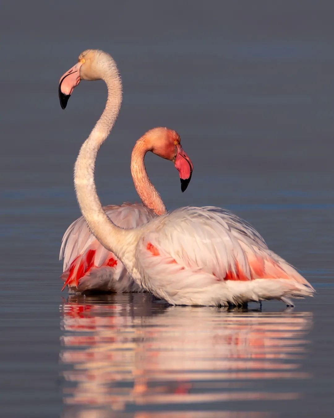 Flamingo 🦩
İzmir Türkiye
Nikon D610, 600mm Lens🌿
Winter 2022