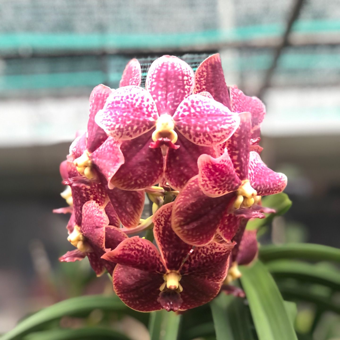 Bueatiful orchid