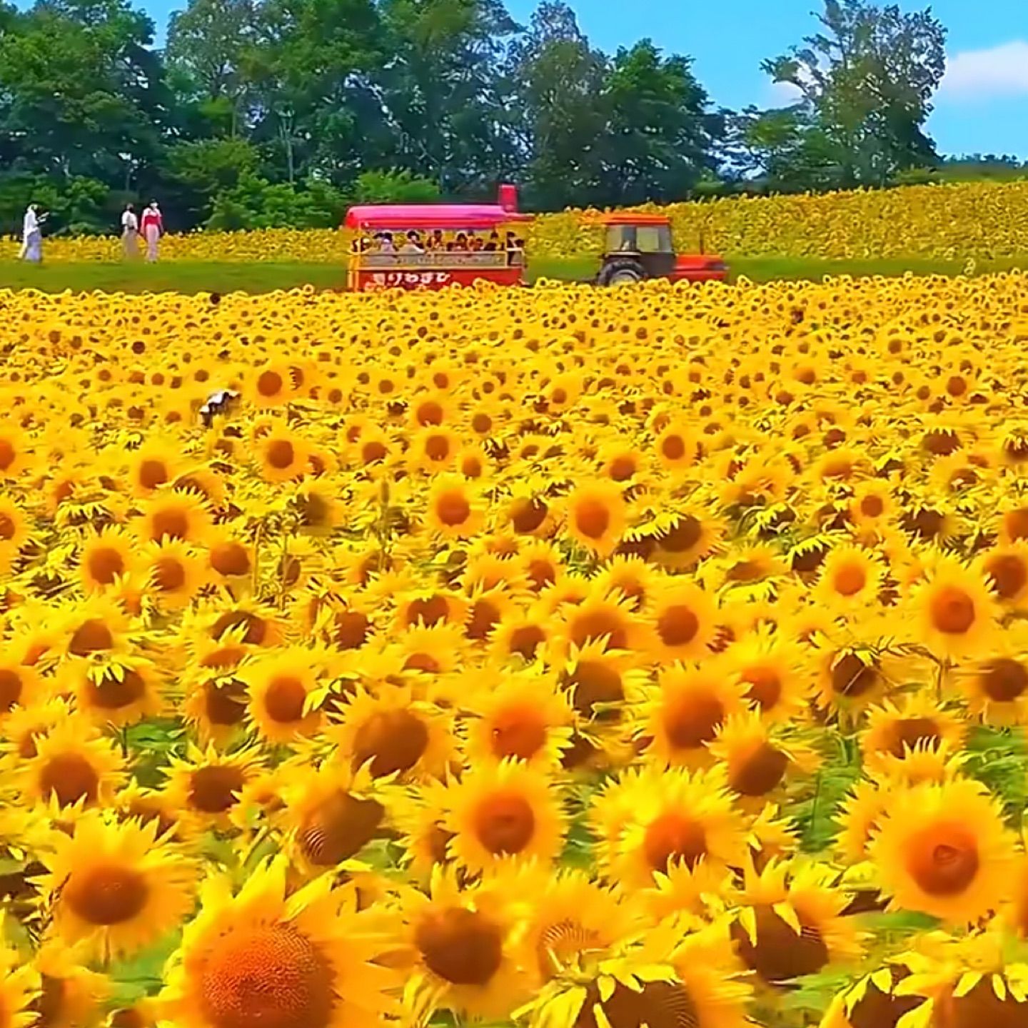 Do you know the sunflower language