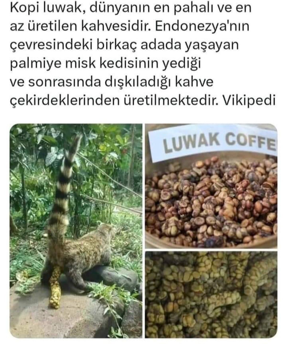 Misk kedisi