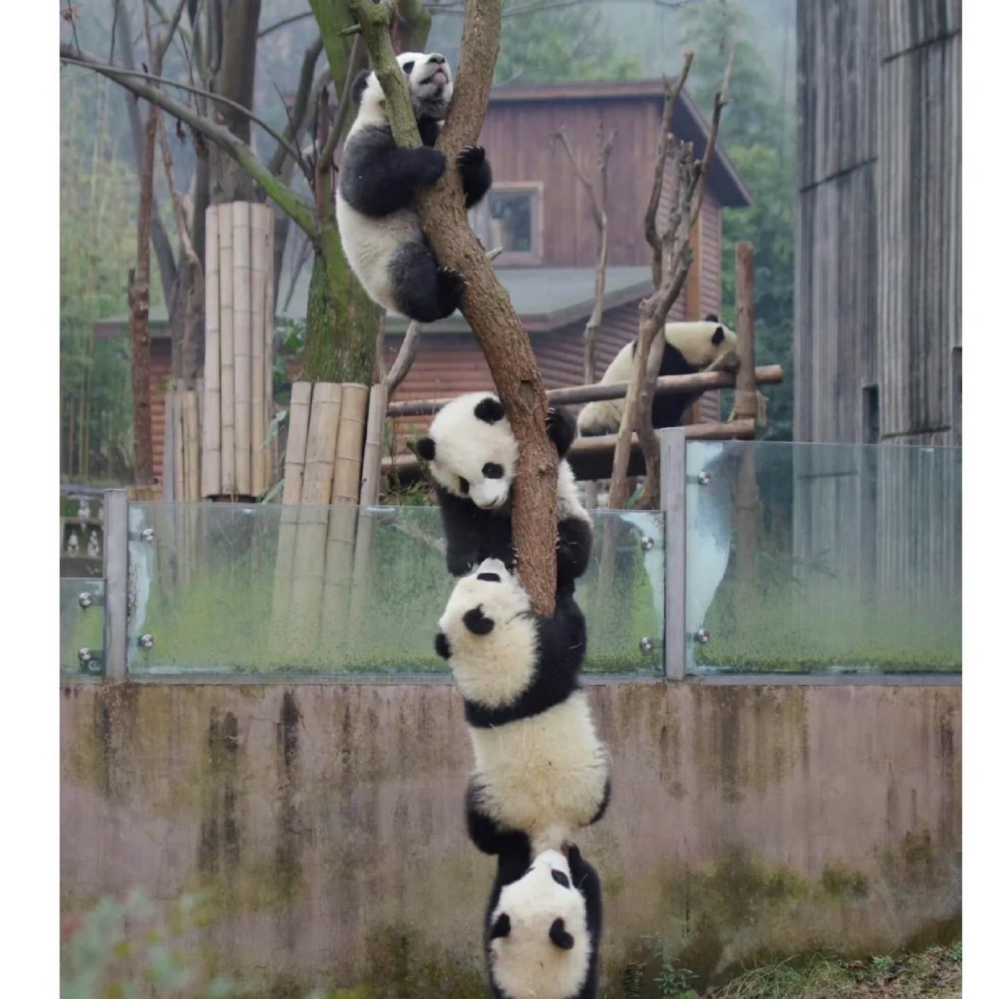 Panda tree！🐼