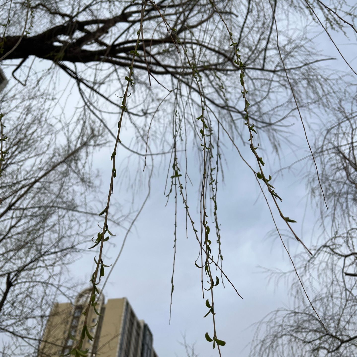 Spring comes and the branches are stretching