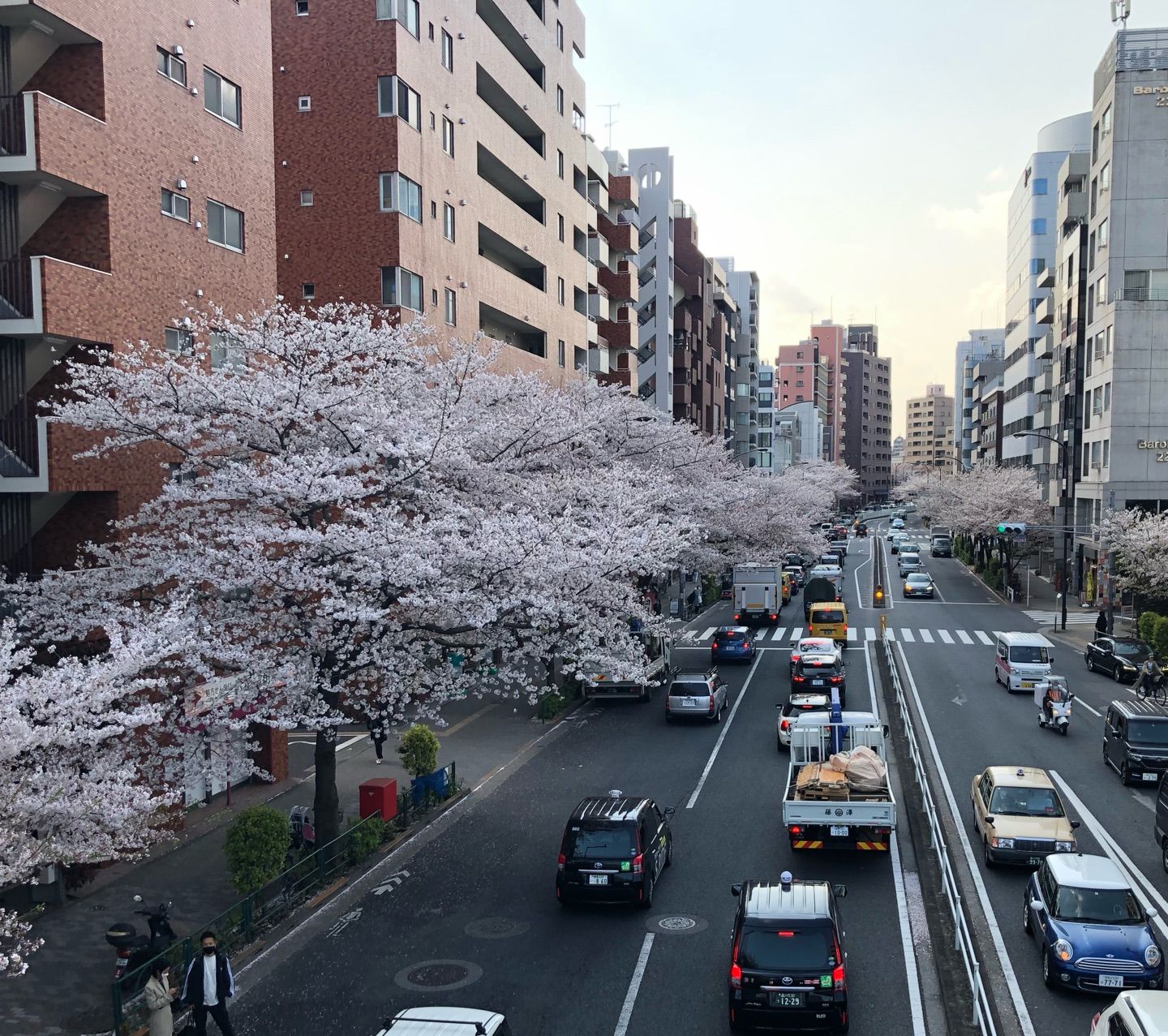 Sakura