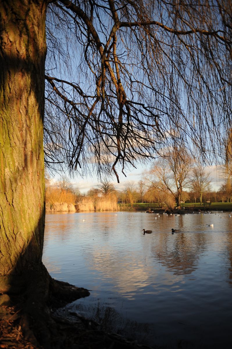 Pond image