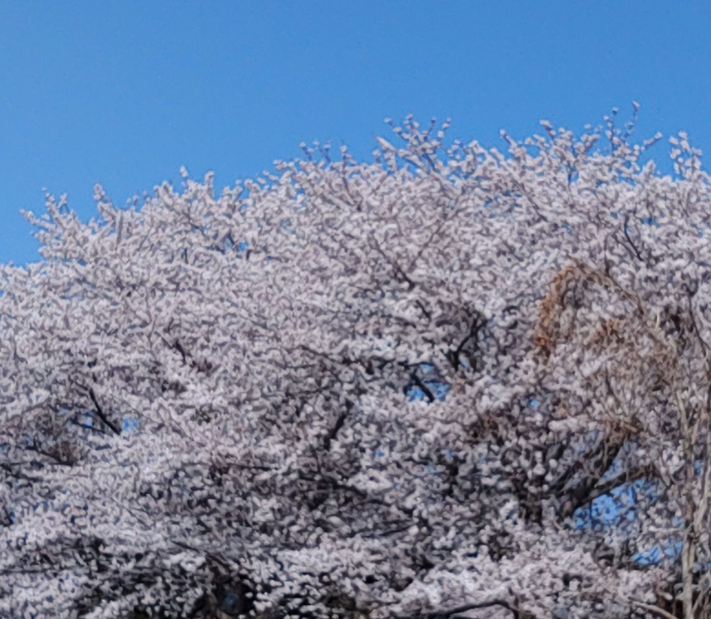 空の青と桜のピンクがいい感じ！
九州は満開だw