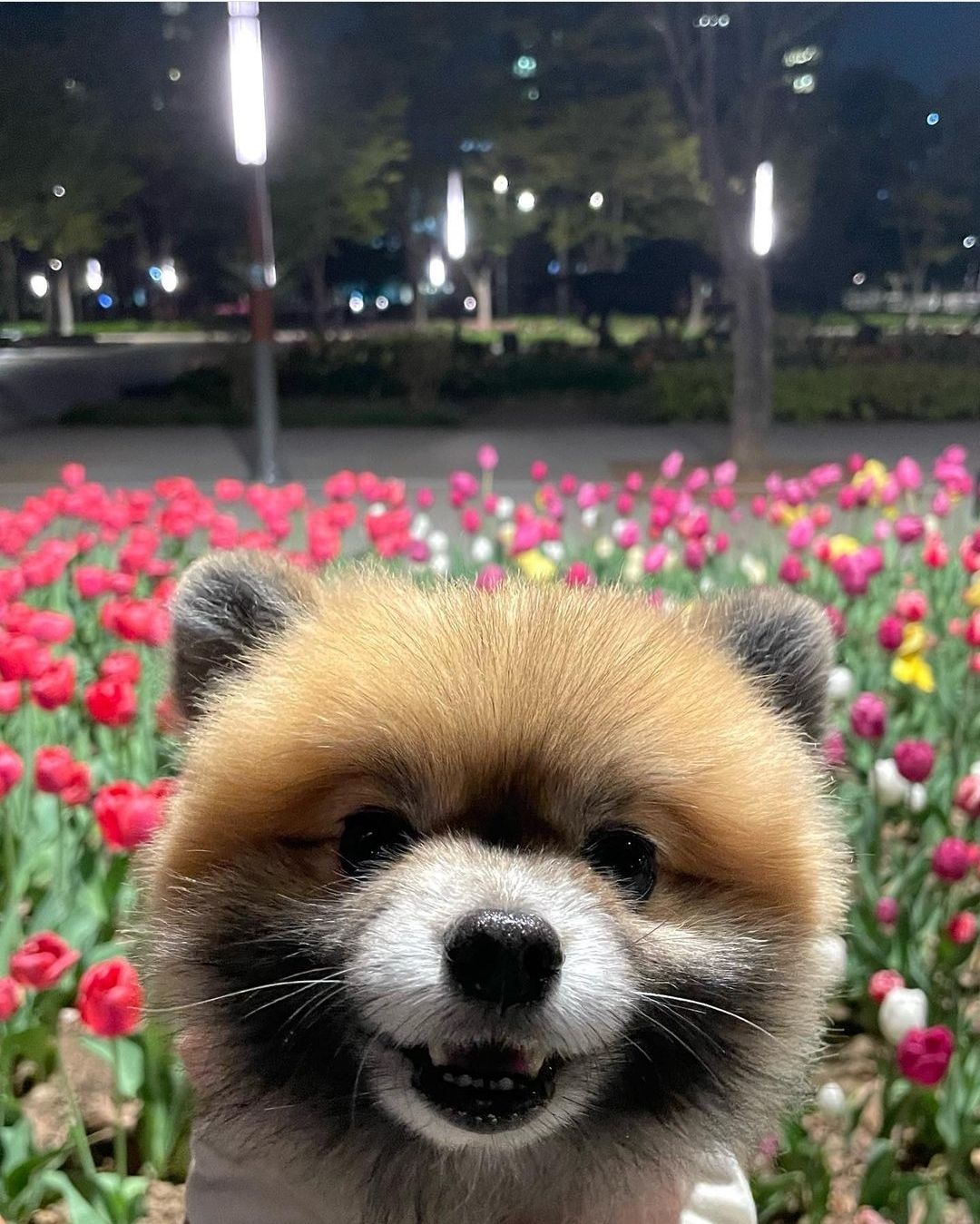 what is flower???
me???
🦝🦝