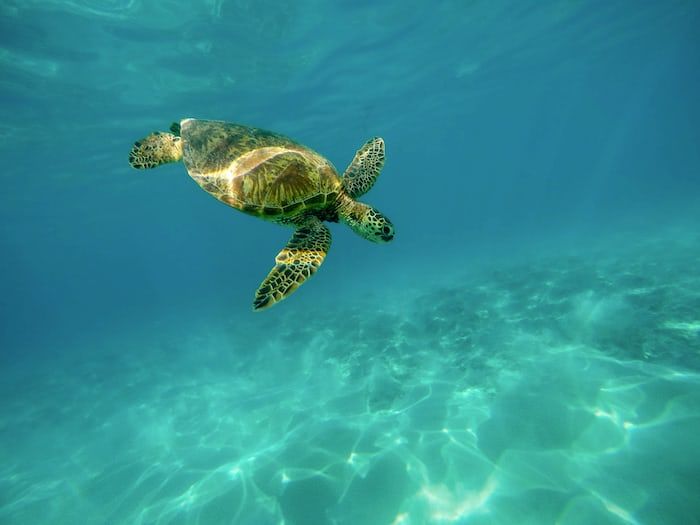 Sea turtle