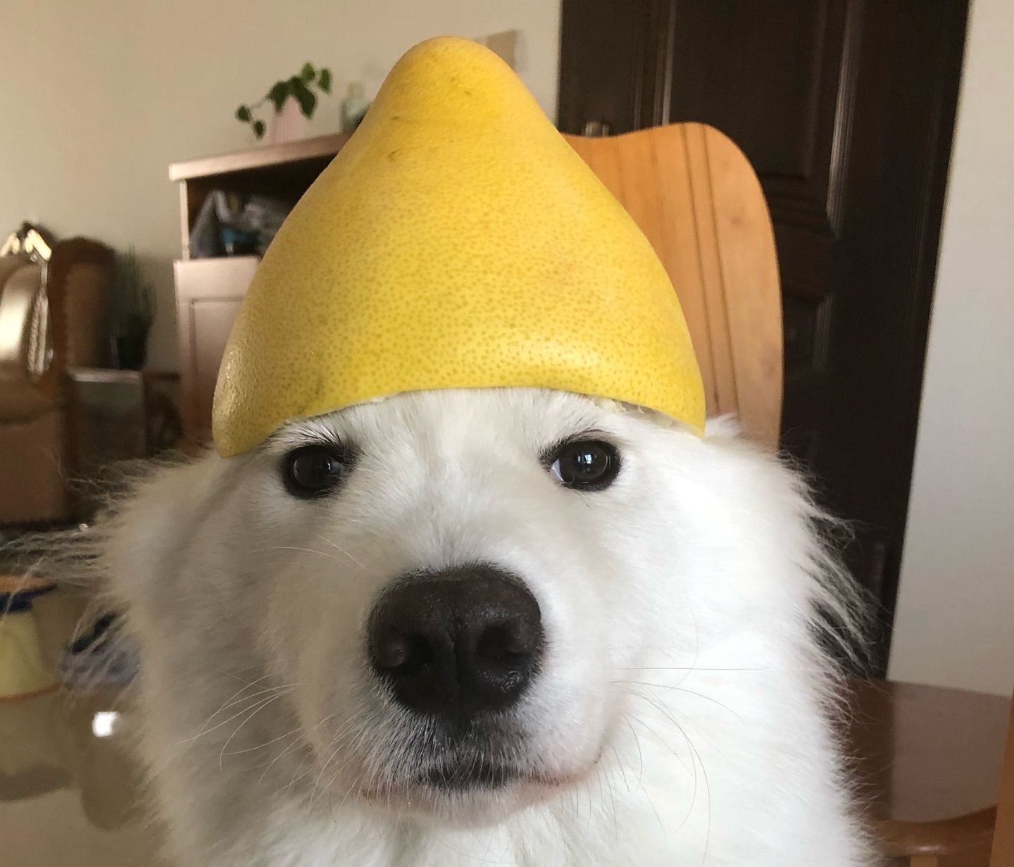 how about this pomelo hat