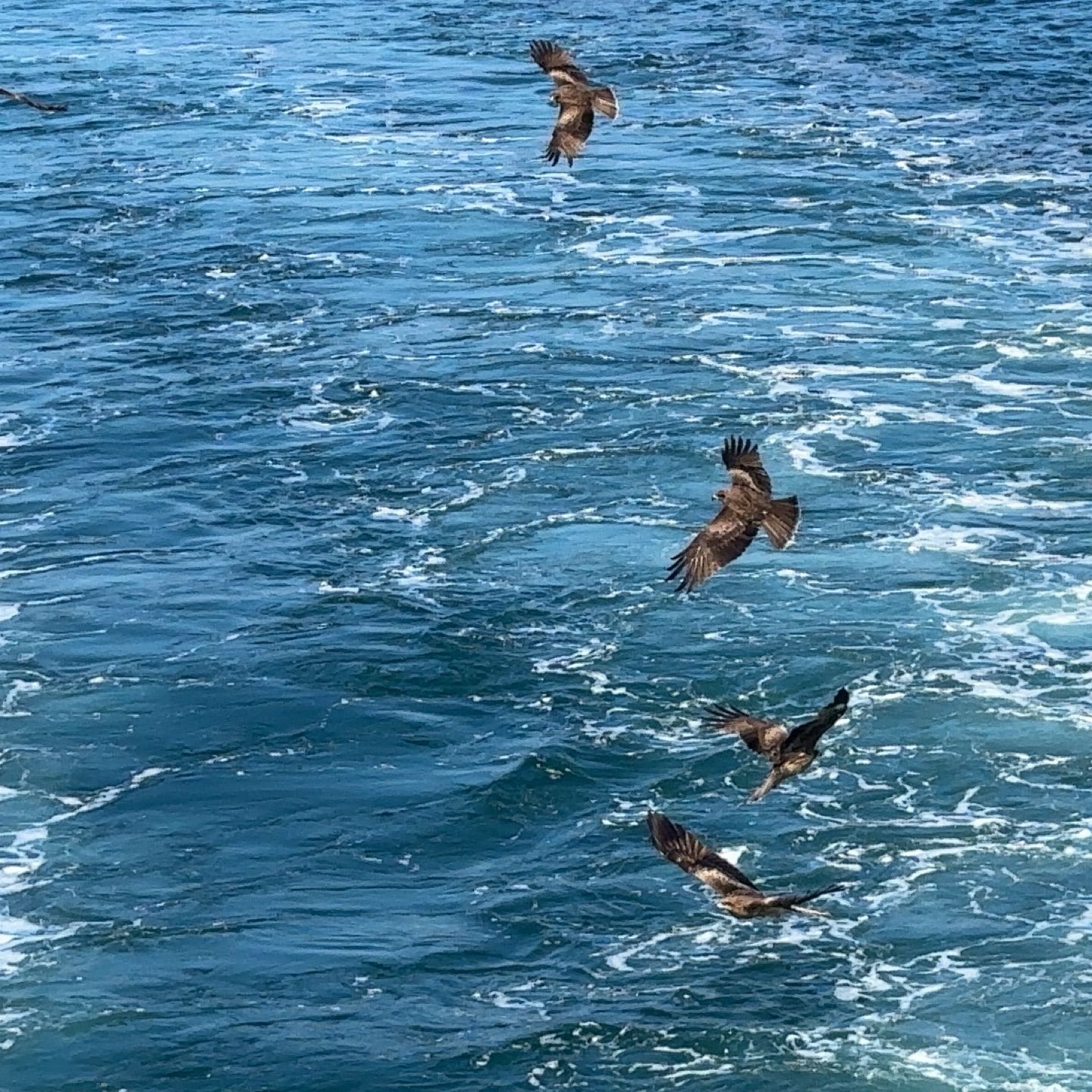 black kites