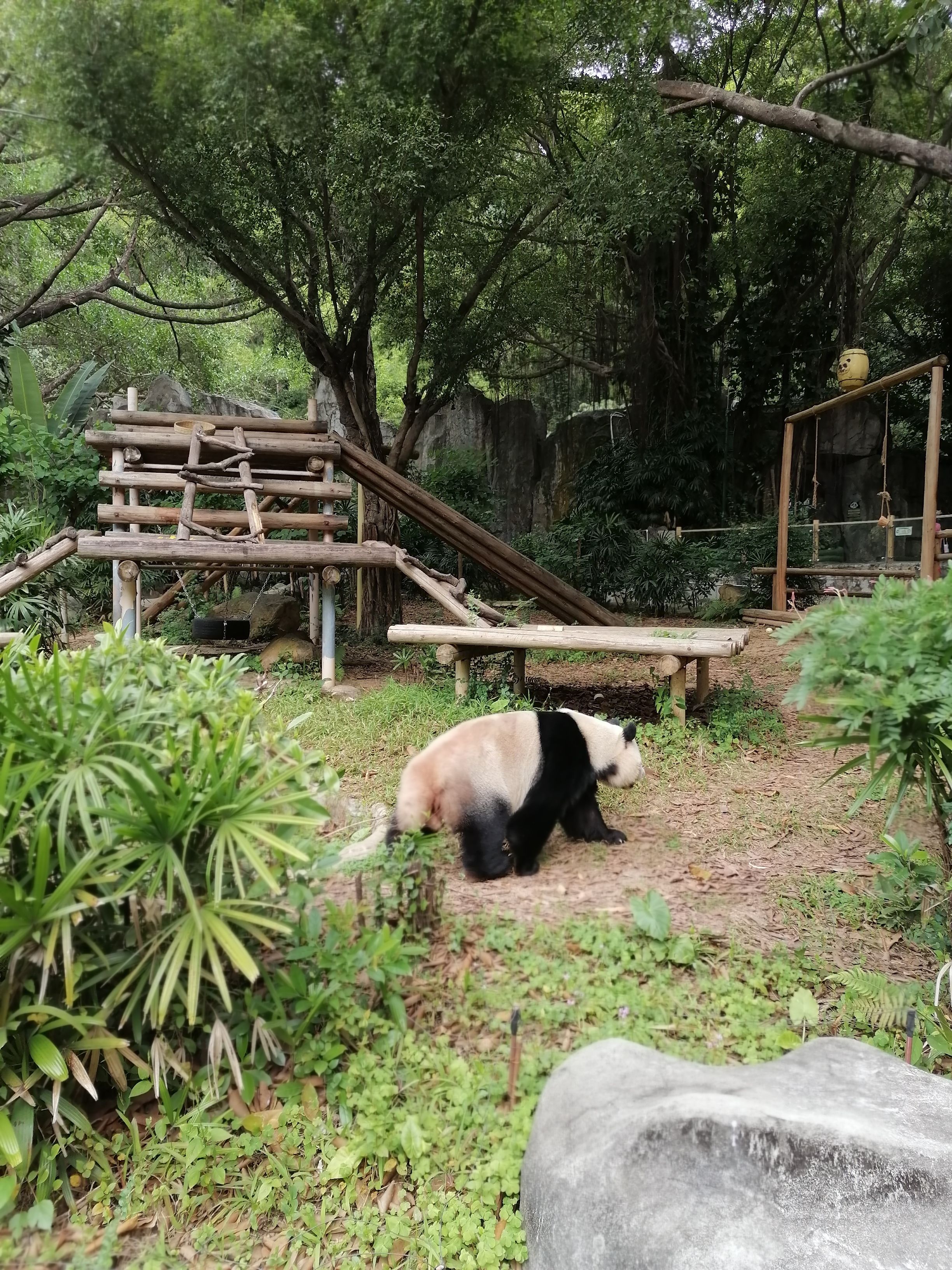 大熊猫，早上好