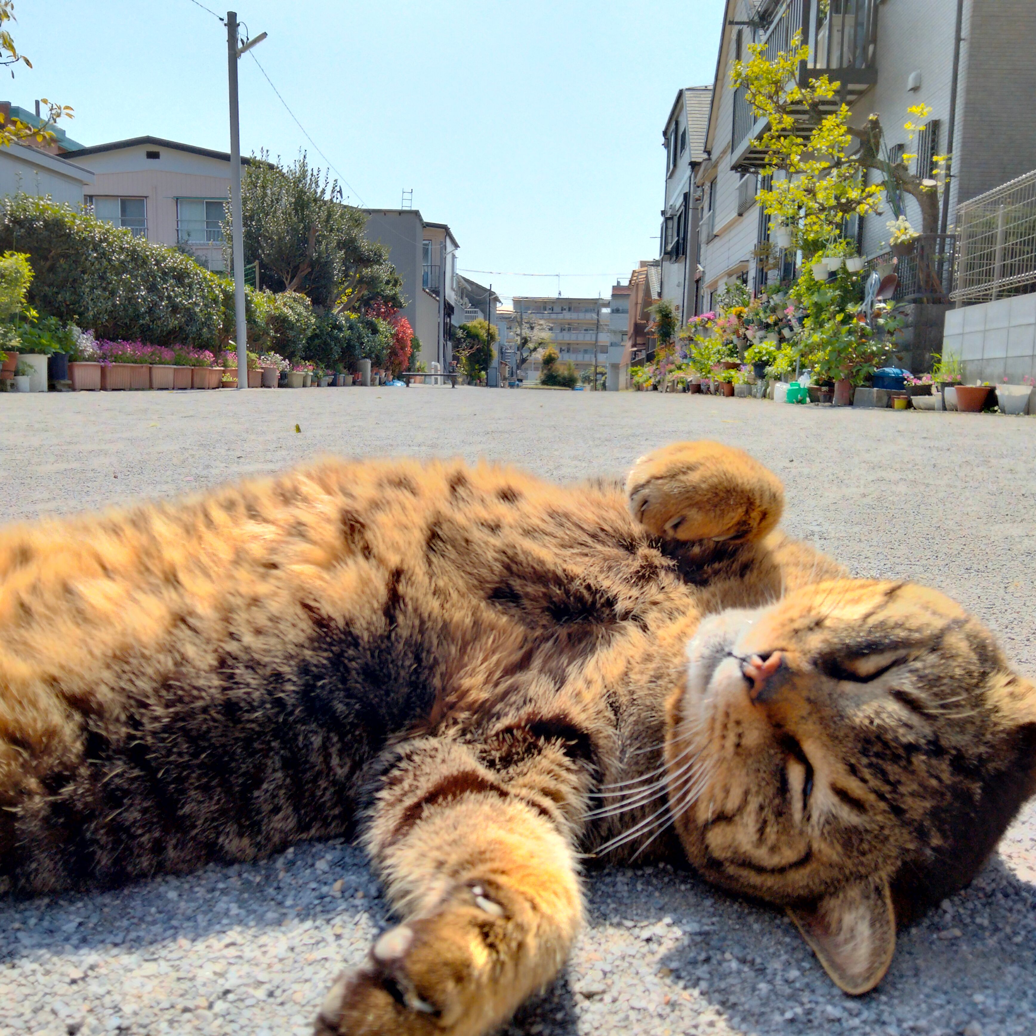 子供と遊んでたら、野良猫の友が直ぐにやってきた
お腹をモフモフさせてもらった。気持ちよかった👍
プレミアム投稿