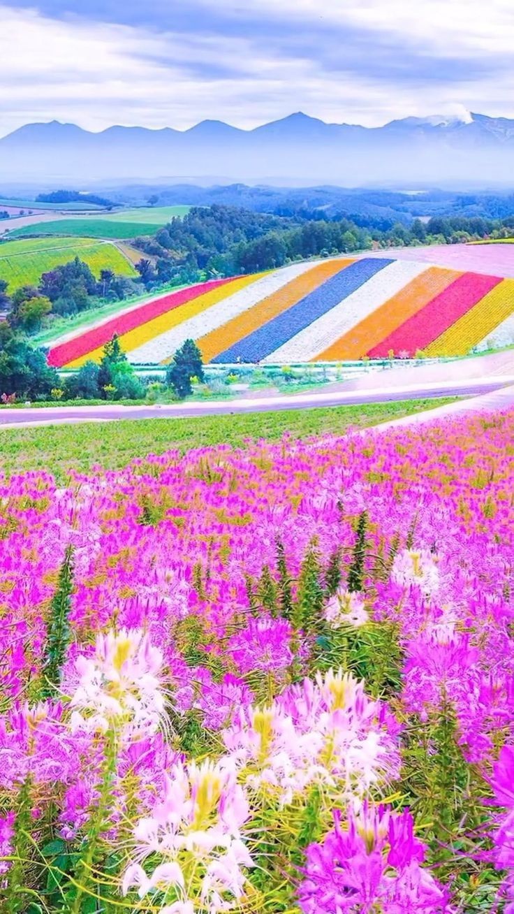 Flower field