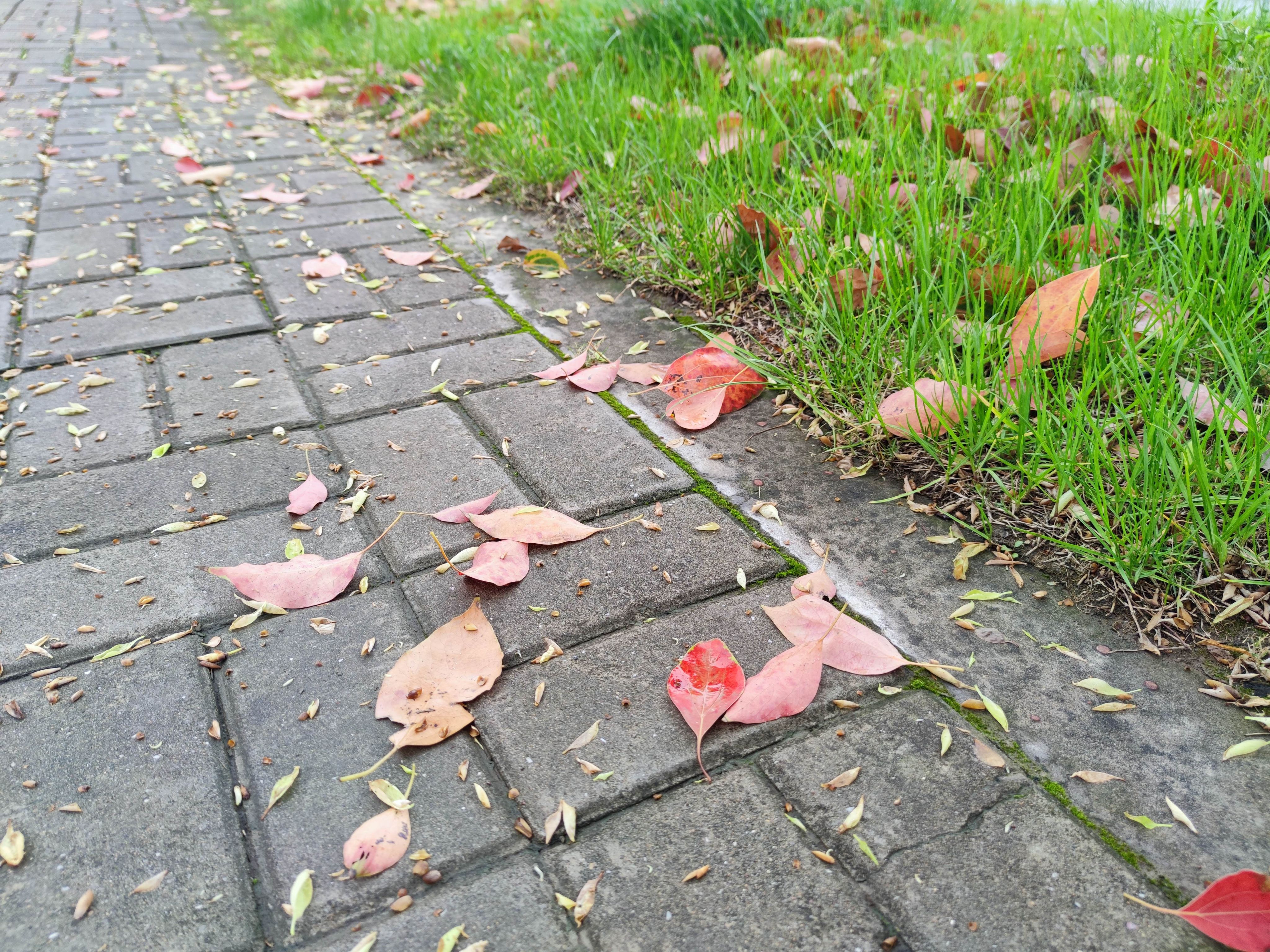 Fallen leaves after rain.