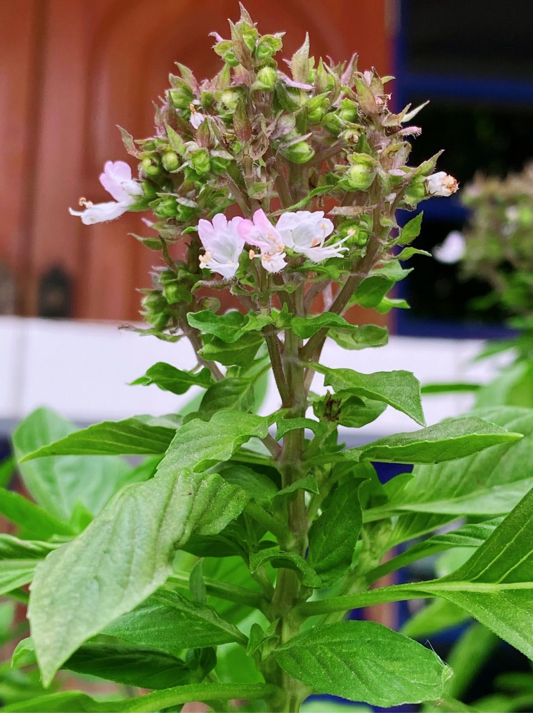 Sweet Basil (Ocimum basilicum Linn.)🌿