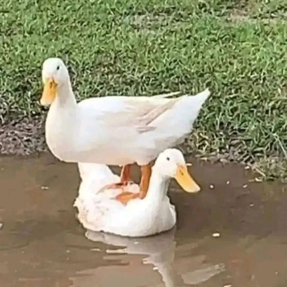 What the duck doin???