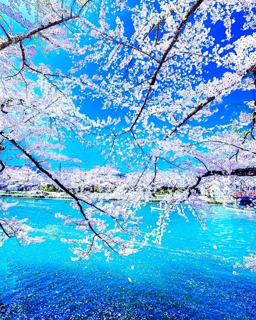 Weekend mood Twitterworld!🌸🍃
🍃🌸✨🍃🌸✨🍃🌸✨🍃🌸✨🍃🌸✨🍃🌸✨🍃🌸✨🍃🌸✨🍃🌸
Aomori, Japan. 📸©️yohei…