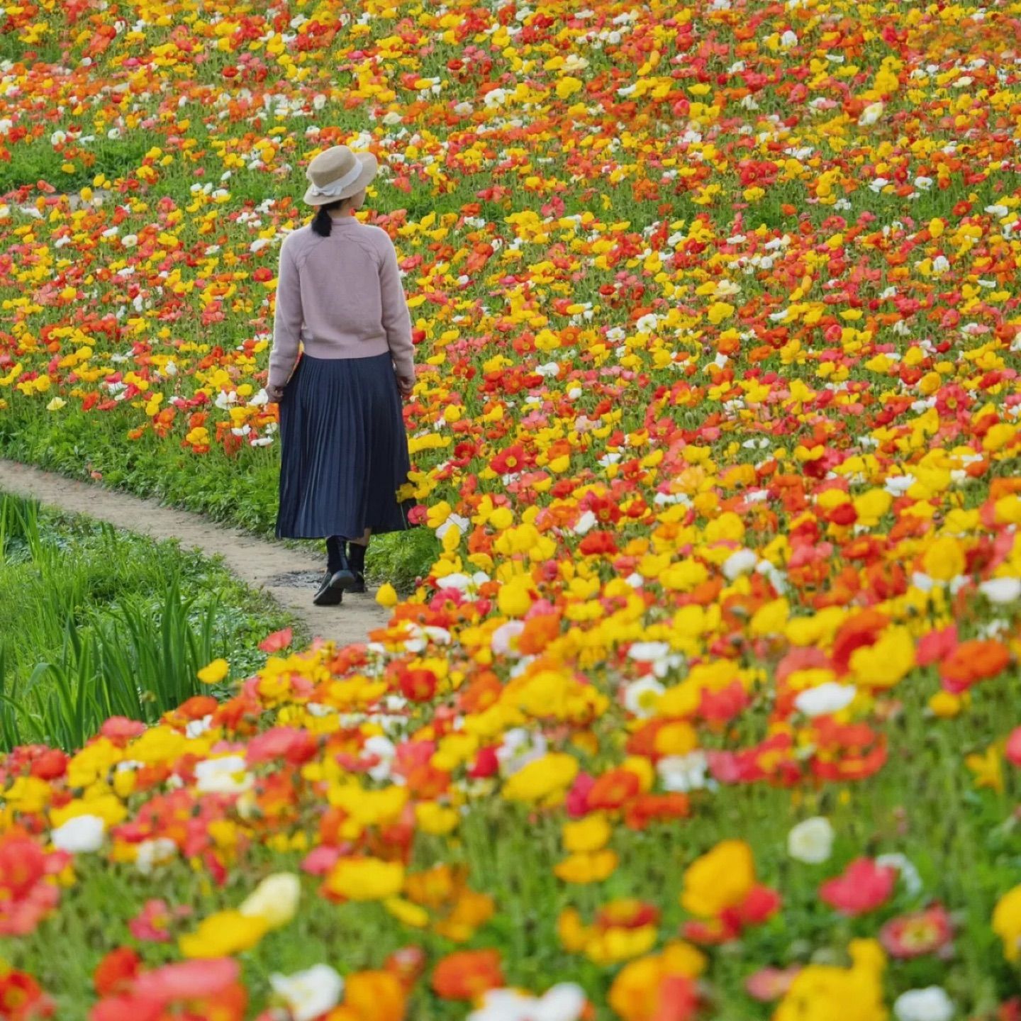 That sea of flowers