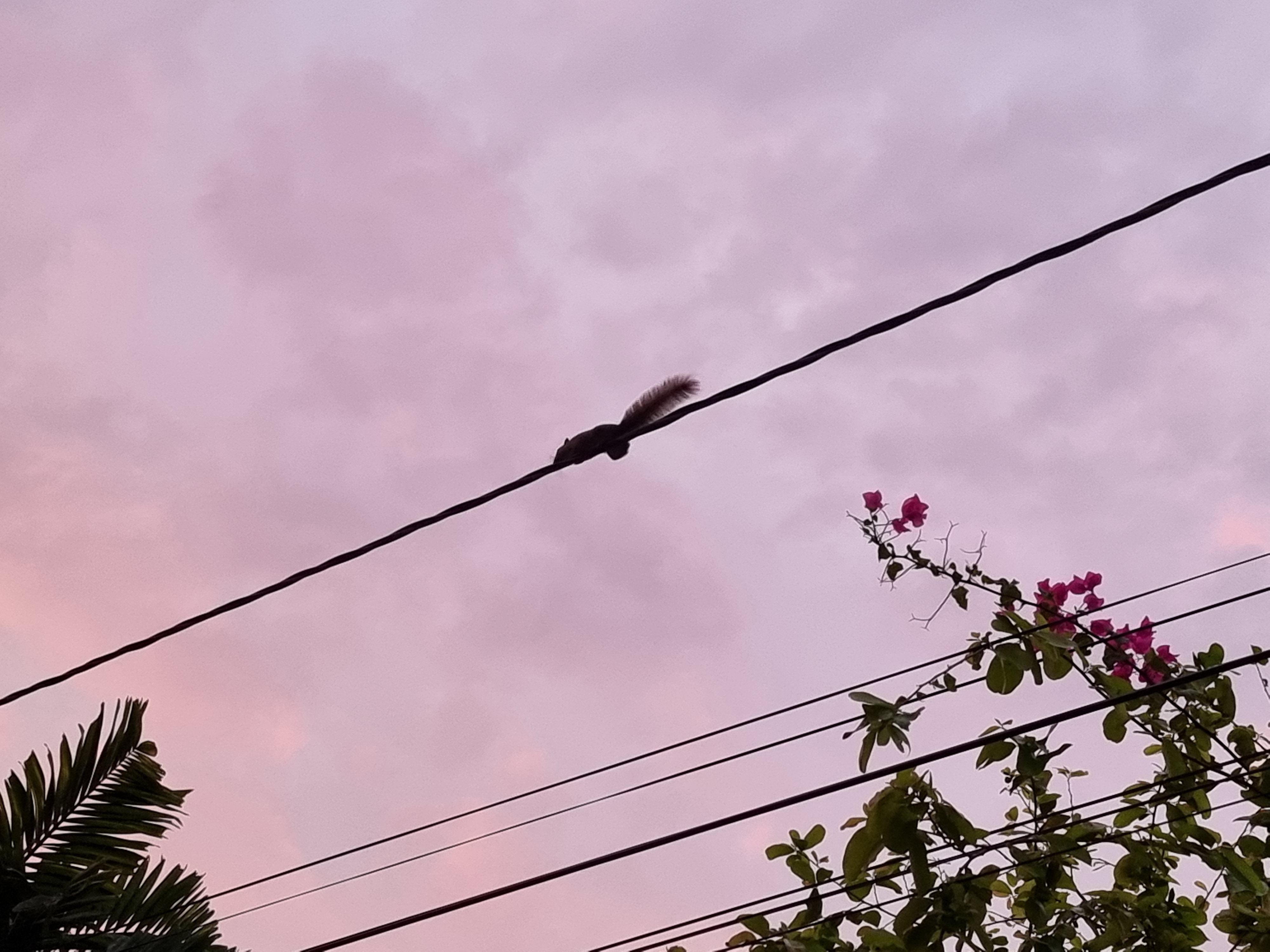 Squirrels run on wires.