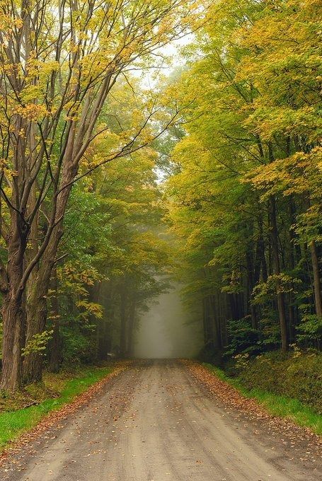 Walking in the Mist🌲💚🌿