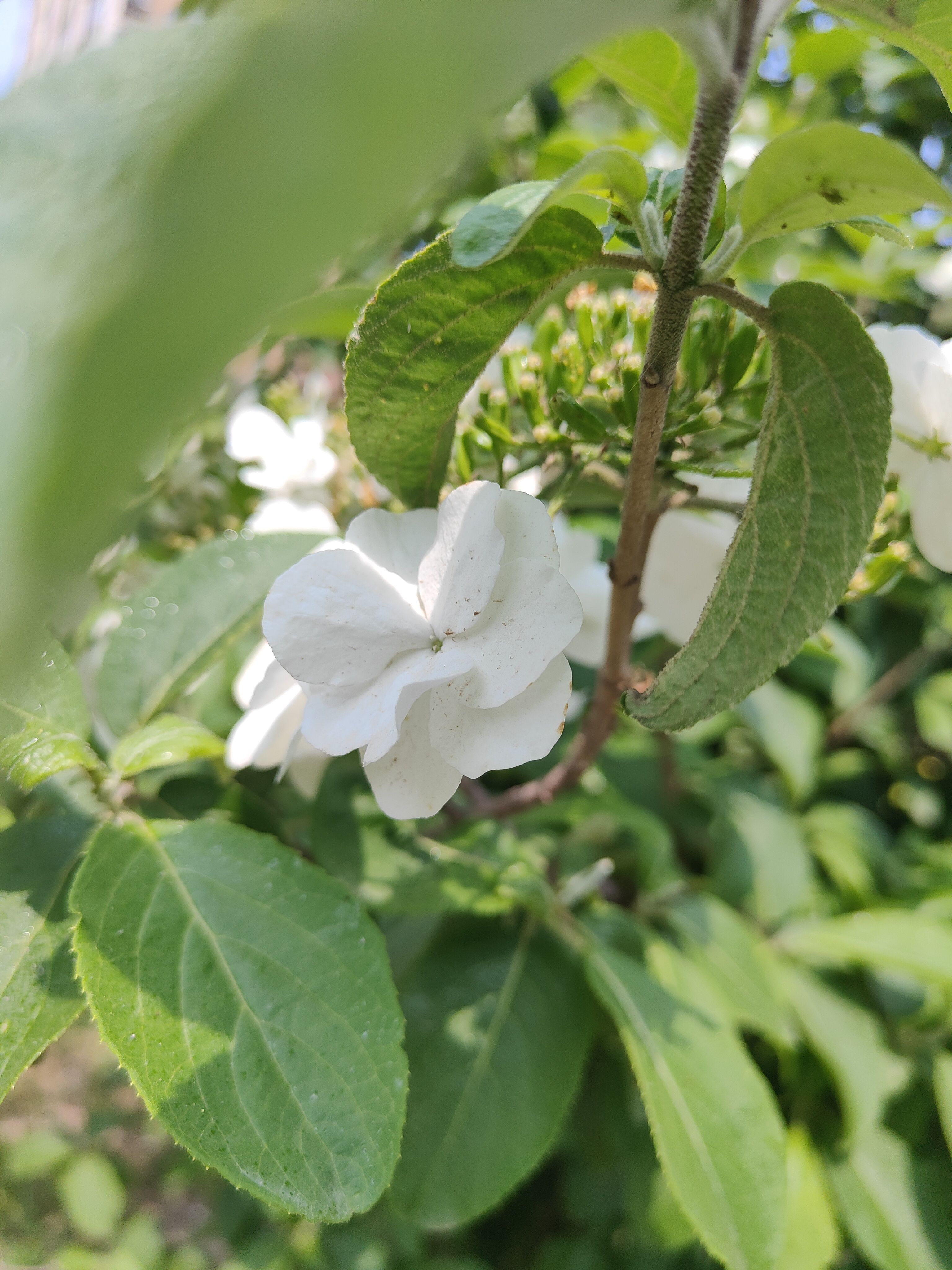 洁白的花