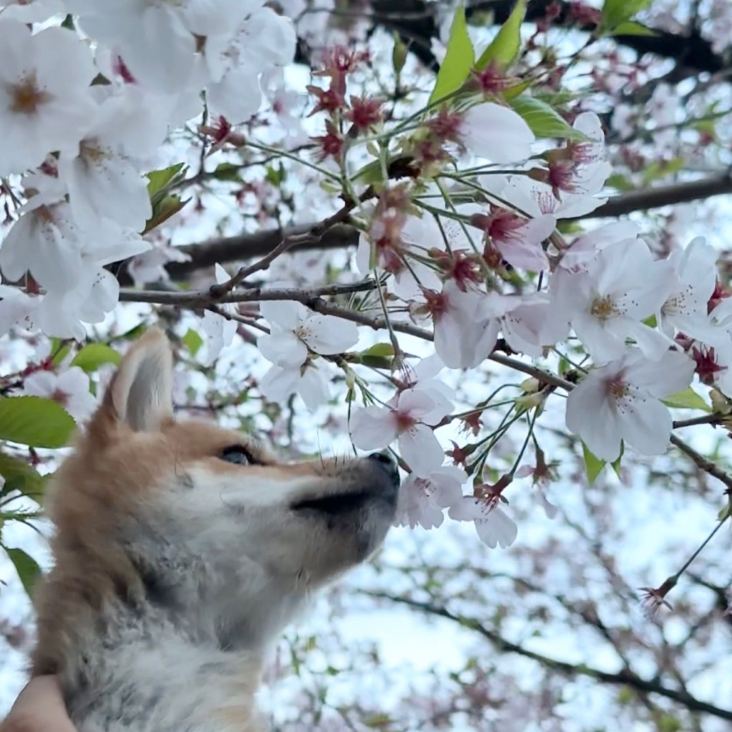 🌸×🐕＝🇯🇵💕