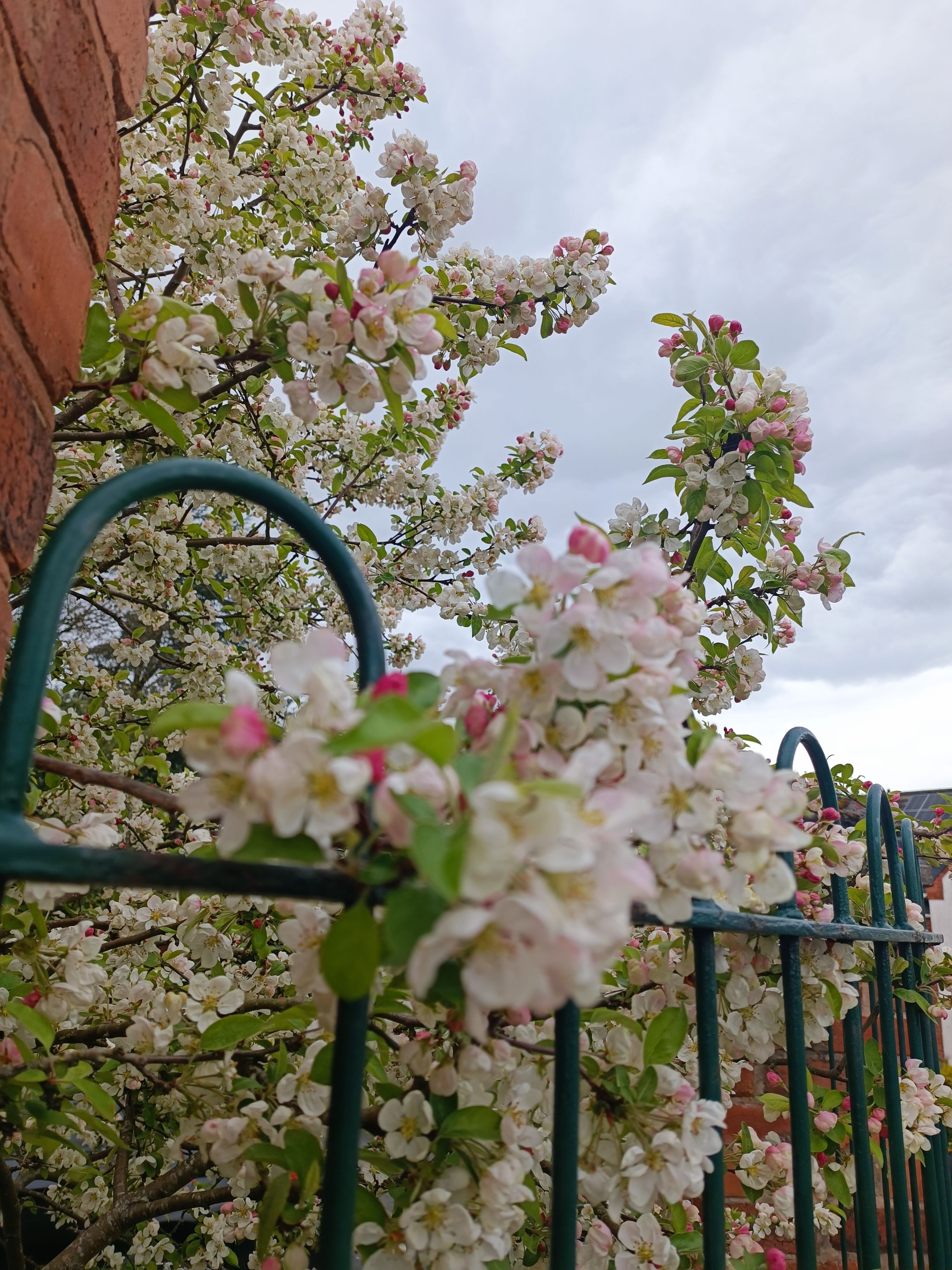 When apple trees bloom....