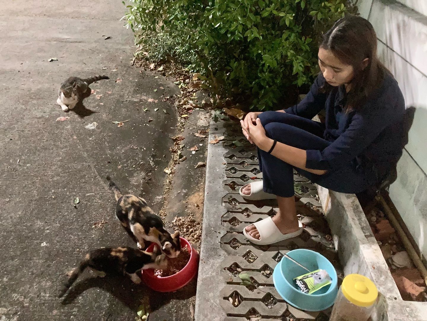 Feeding feral cats 🐱✨

#OurHappiness