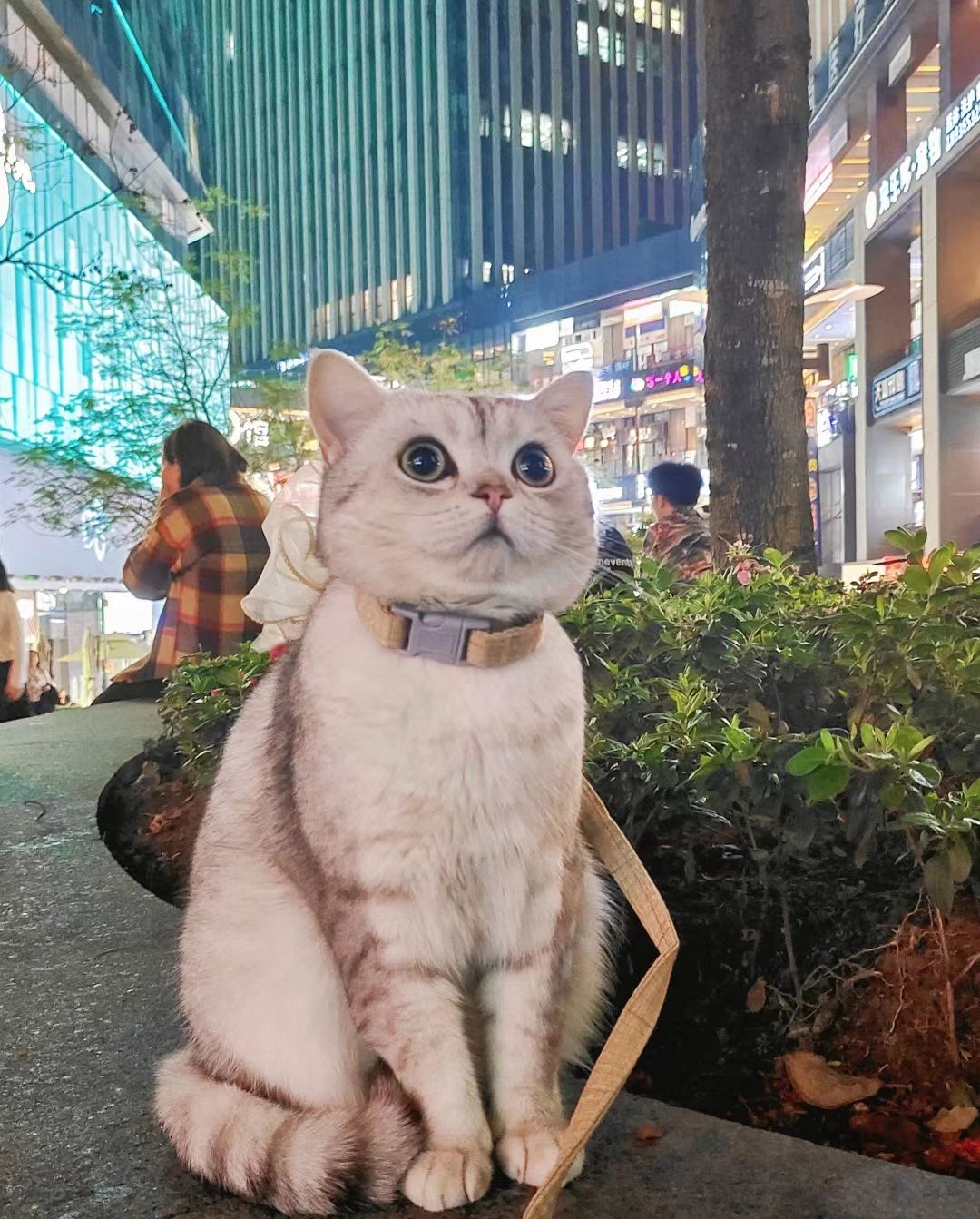 小猫咪的卡姿兰大眼