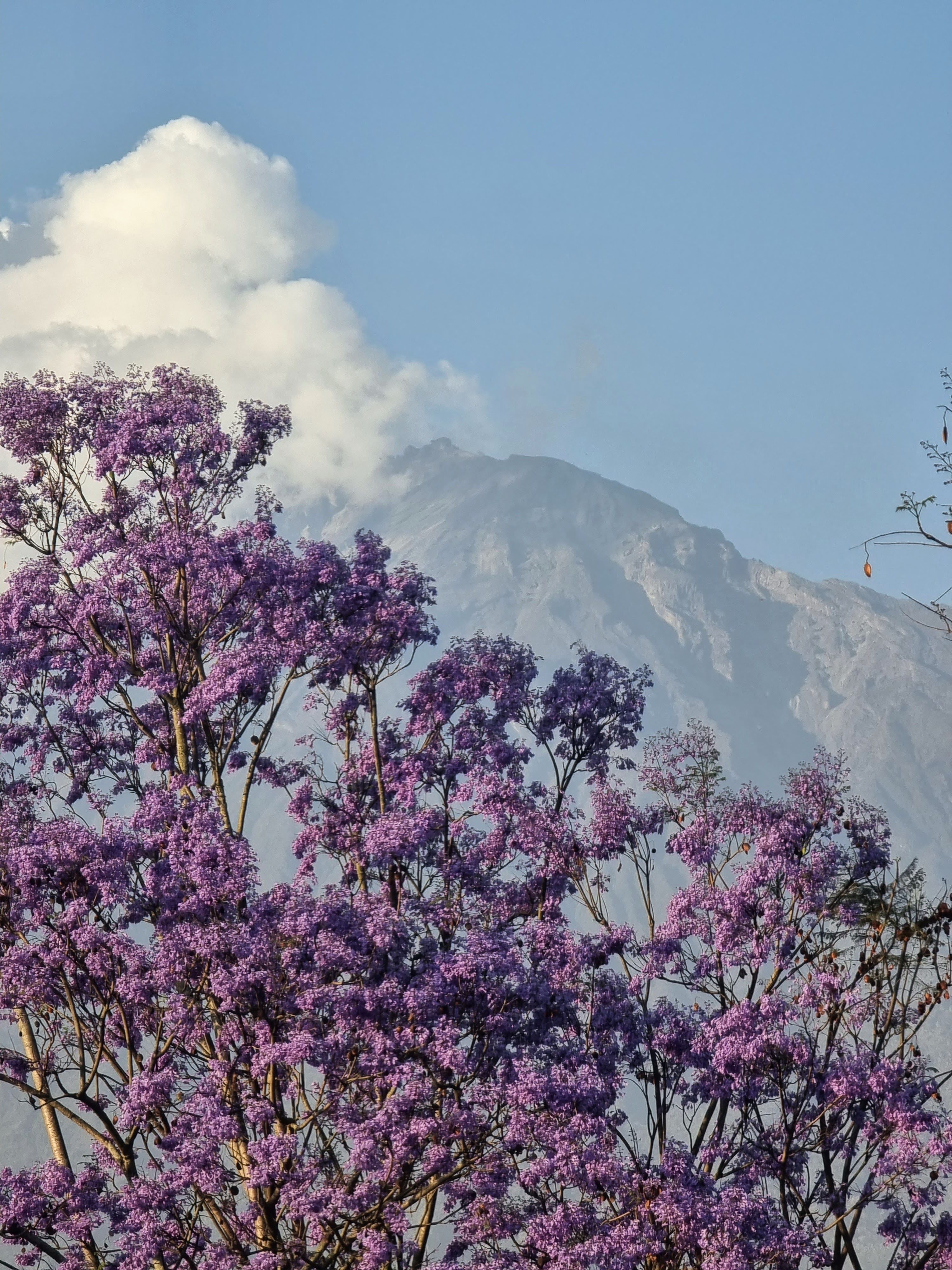 Kilimanjaro