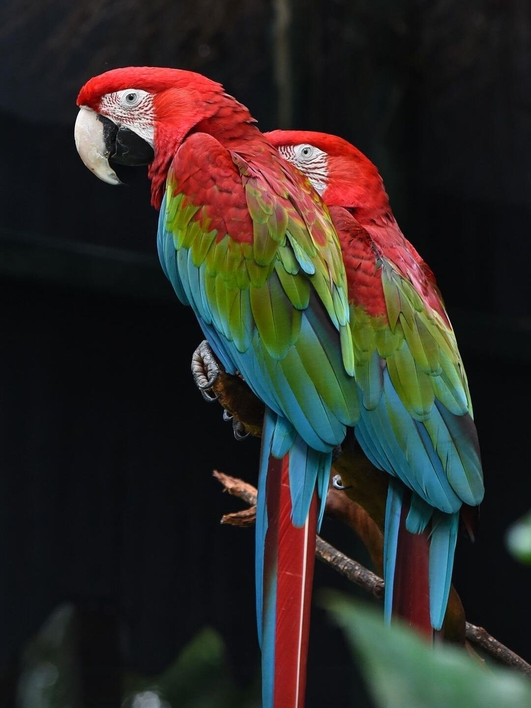 Australian parrots