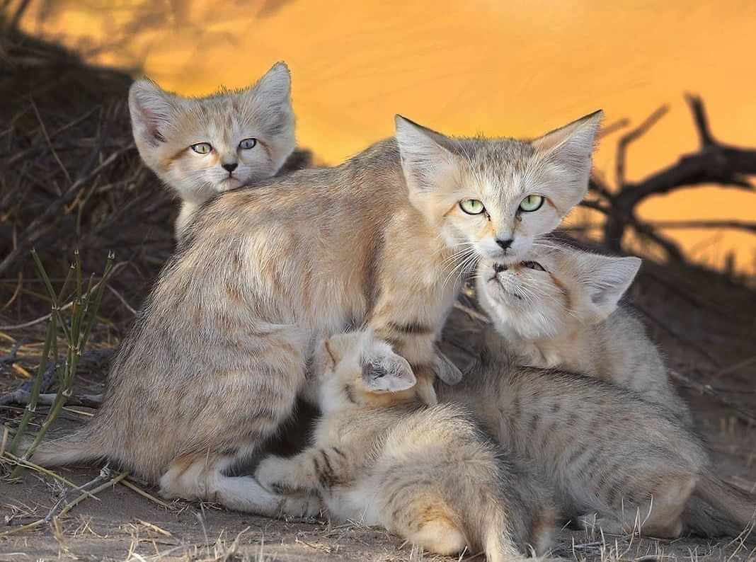 Persian sand cats