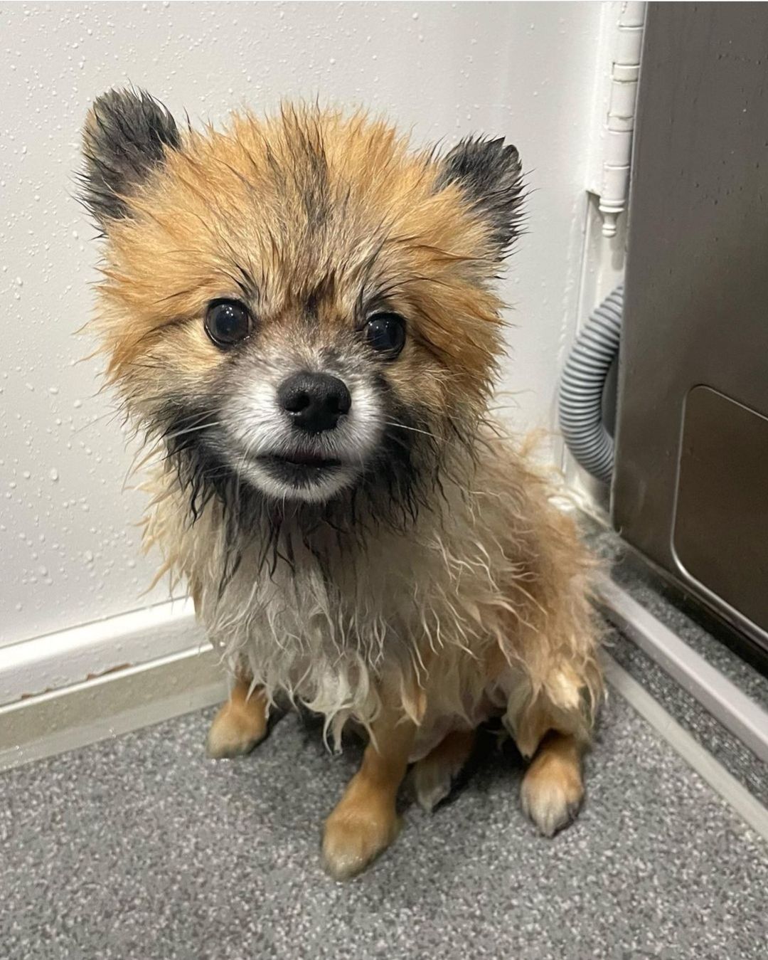 I hate water 🦝🤨🤨🤨