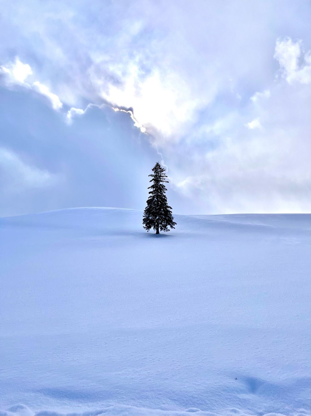 Christmas Tree in Biei🌲❄️