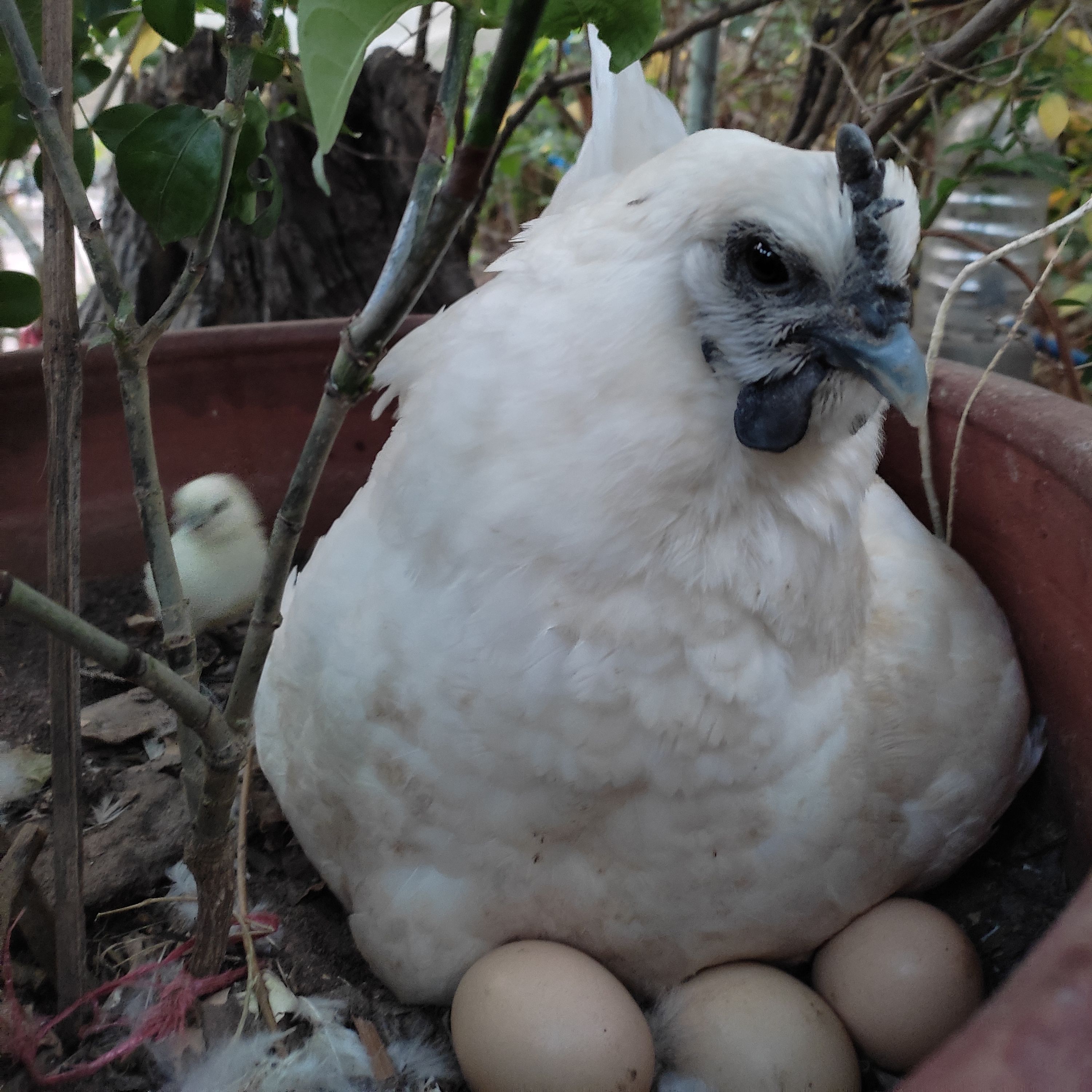 Today my chick just play 5 eggs. Wonderful.