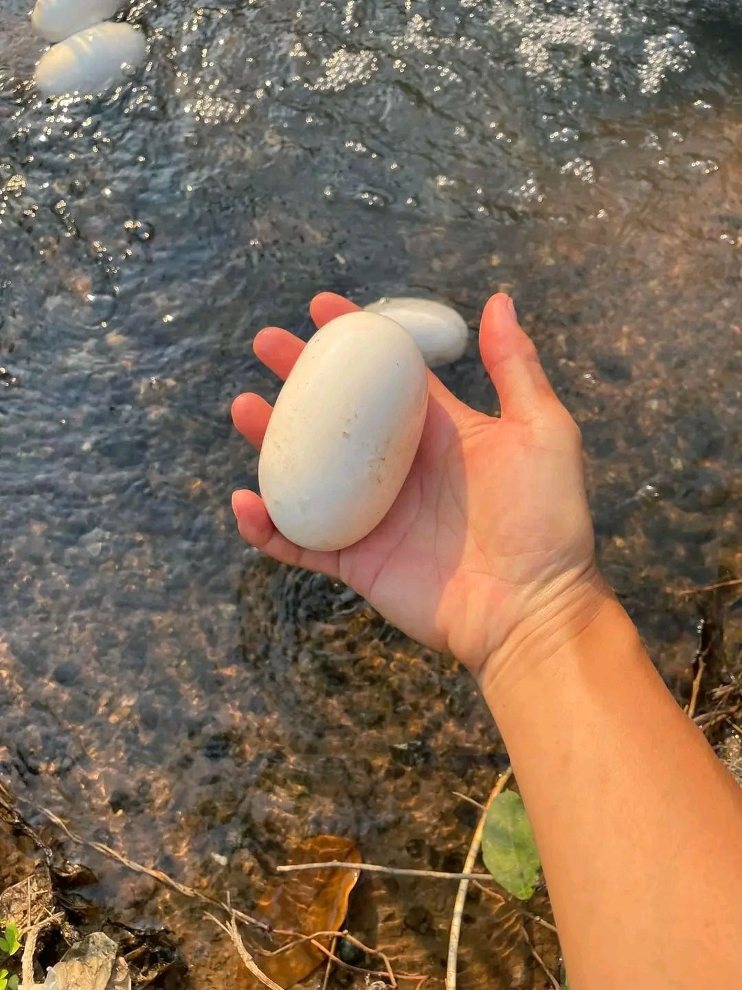 What eggs? It floats with the stream. 
1️⃣ Dragon
2️⃣ Anaconda
3️⃣ Crocodile
Feel dangerous 😅