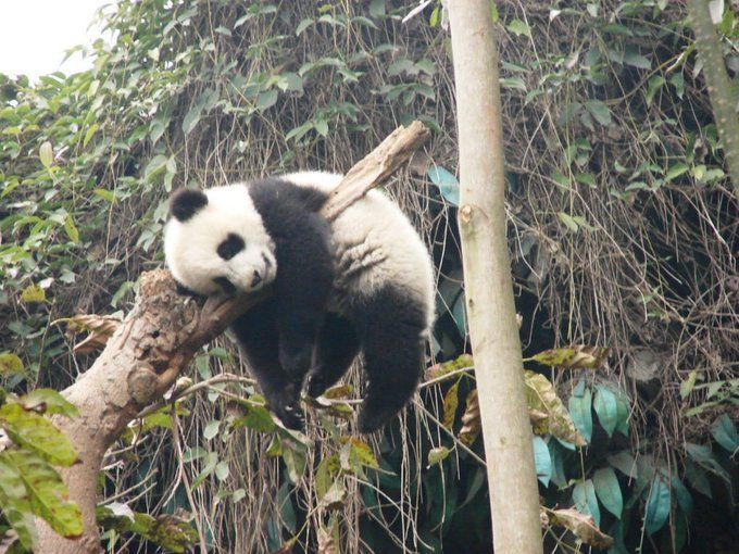 Pandas don't have specific sleeping spots. They just sleep wherever they happen to be whenever they …