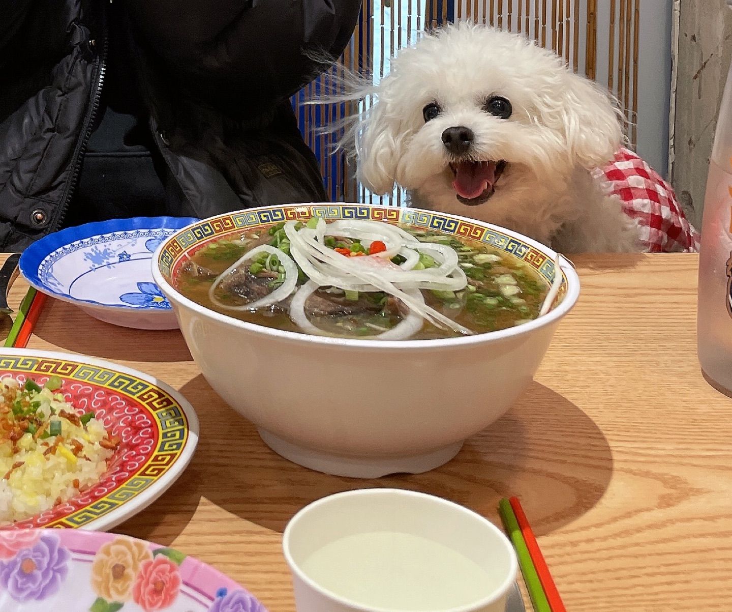 🐶: 쌀국수 맛있겟다!!
콜렉트 반사 칼같이 뛰어가용